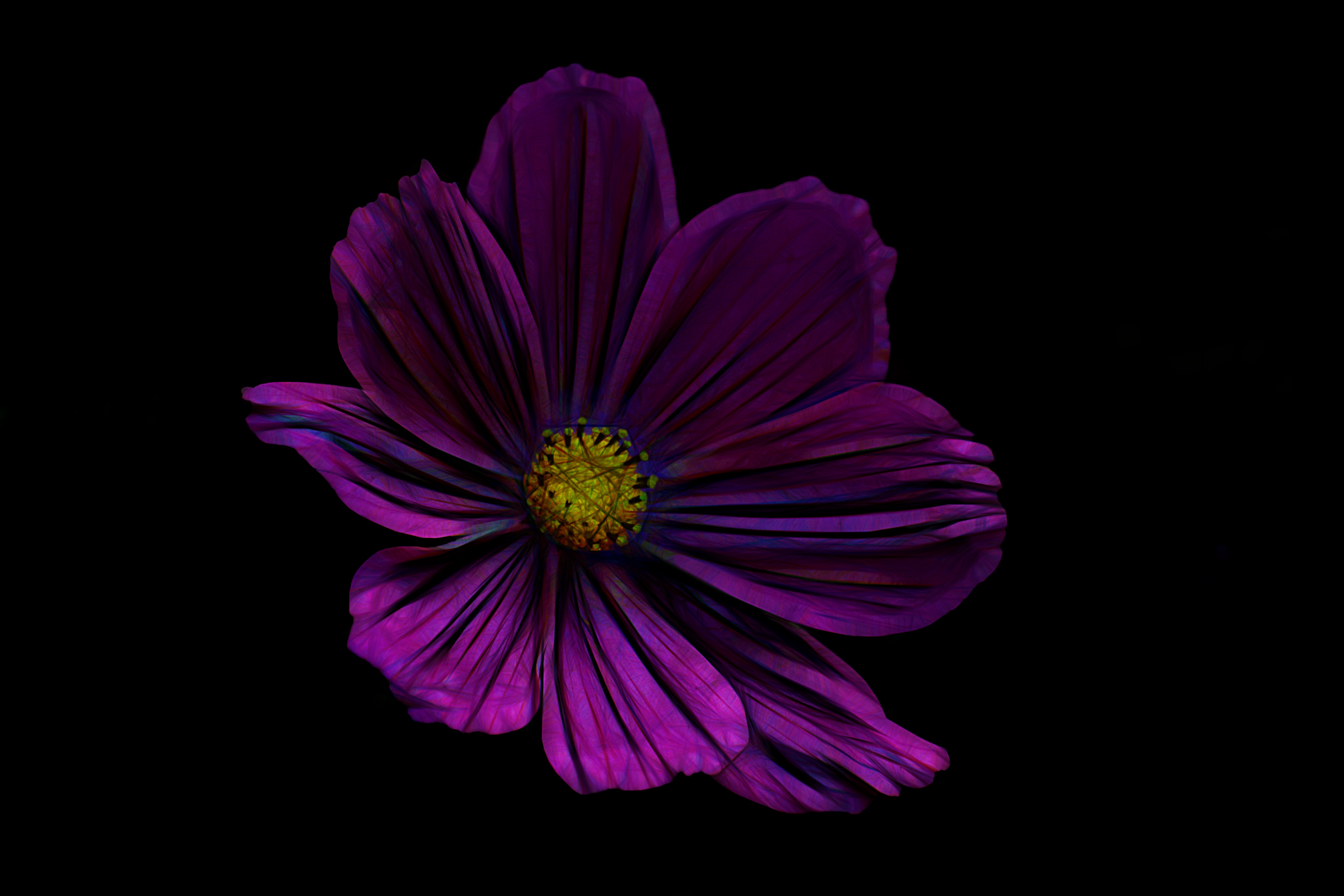 Anemone Artistic Flower Painting Purple Flower 4272x2848