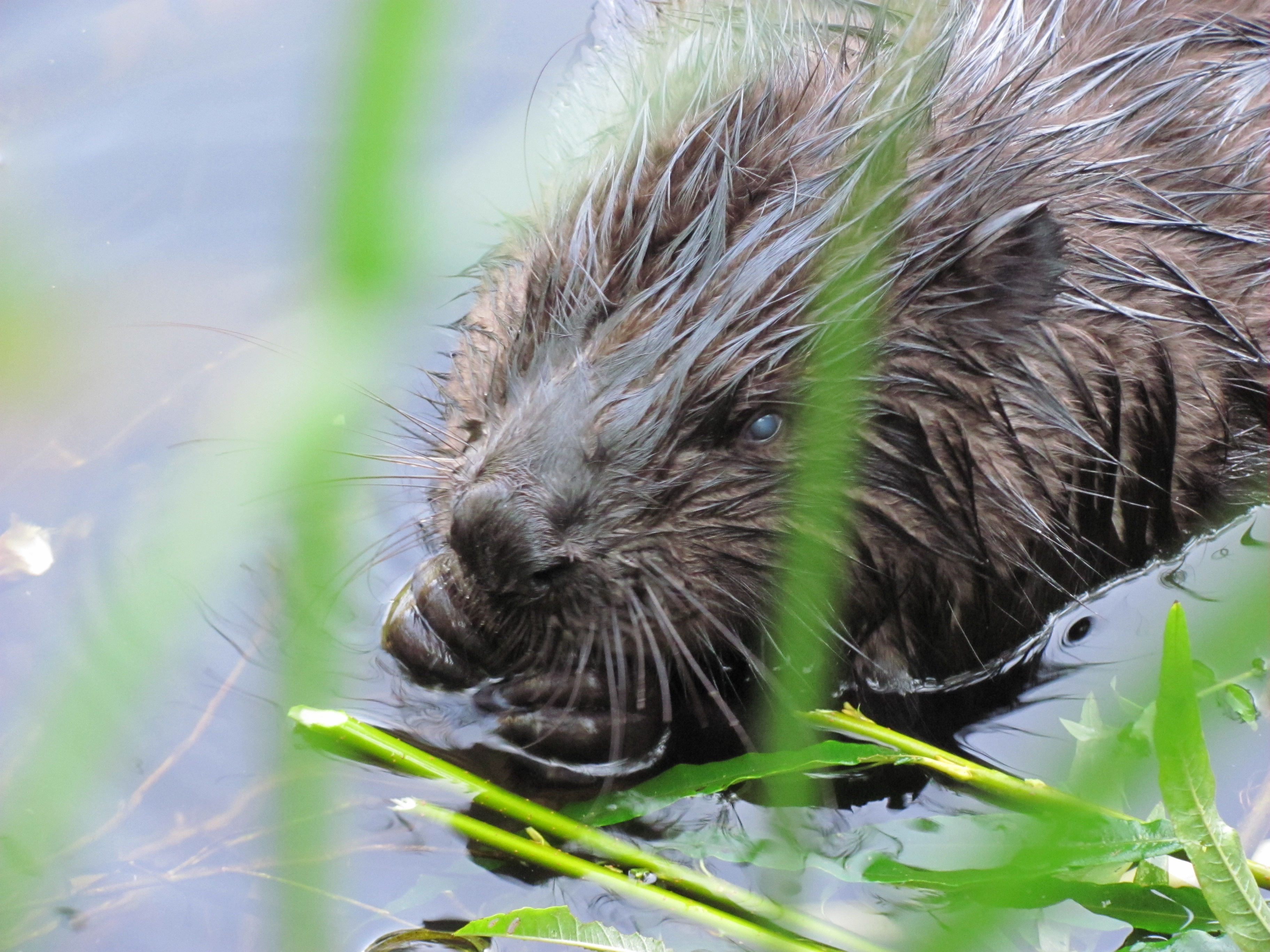 Animal Beaver 3648x2736