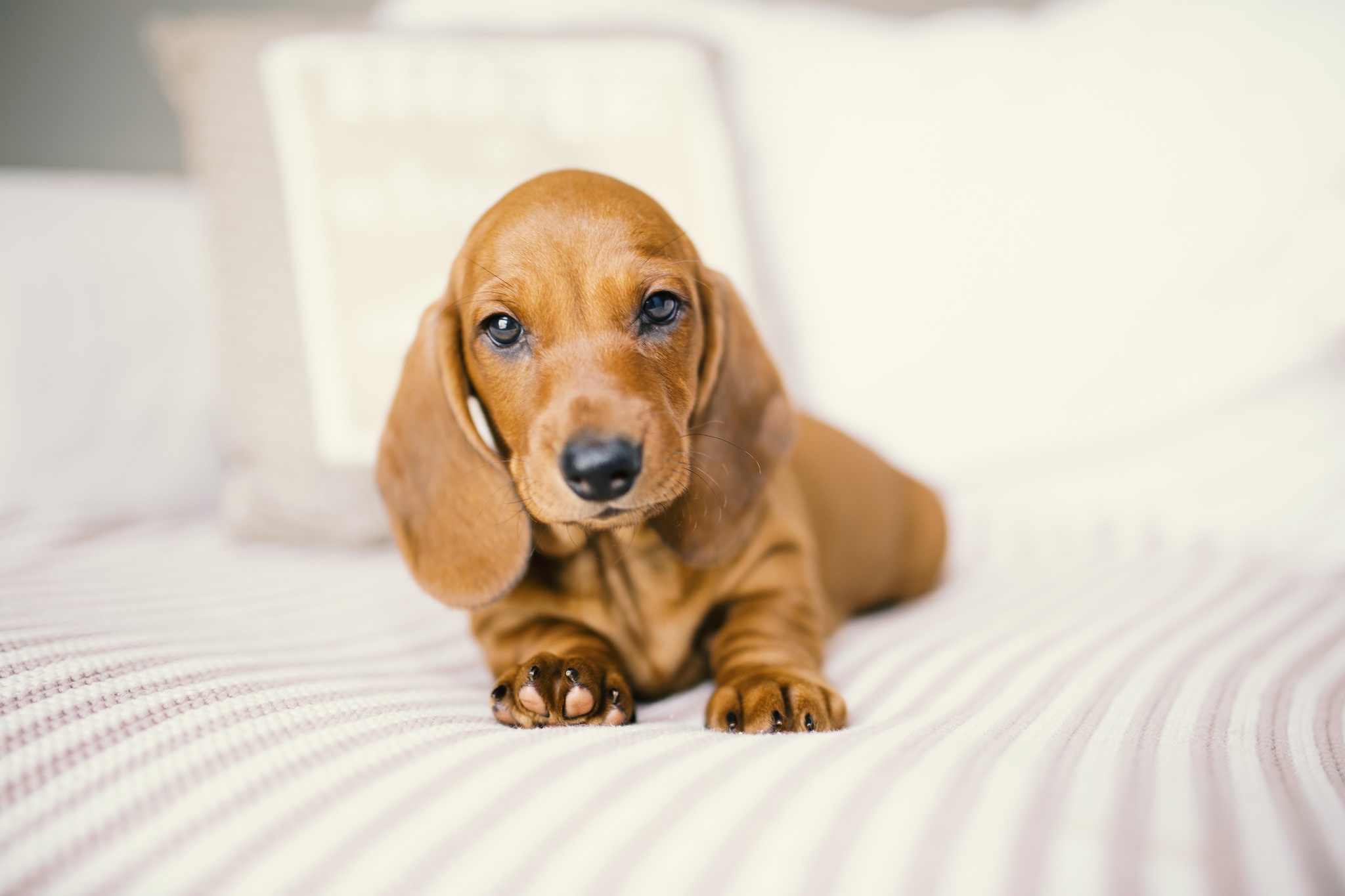 Baby Animal Dachshund Dog Puppy 2048x1365