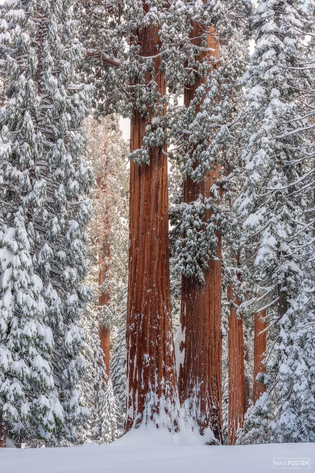 Nature Landscape Trees Branch Portrait Display Winter Snow California Sequoias Max Foster 1068x1600