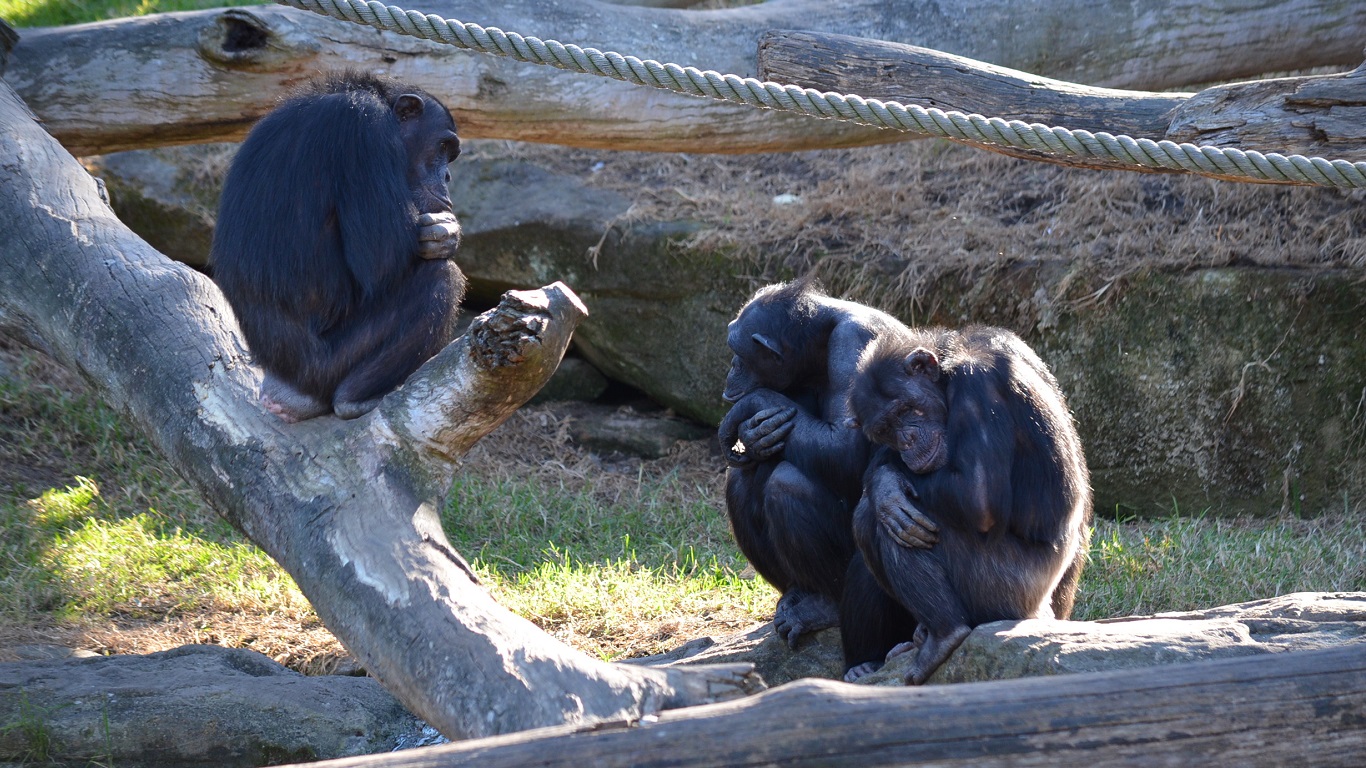 Ape Chimpanzee Monkey Zoo 1366x768