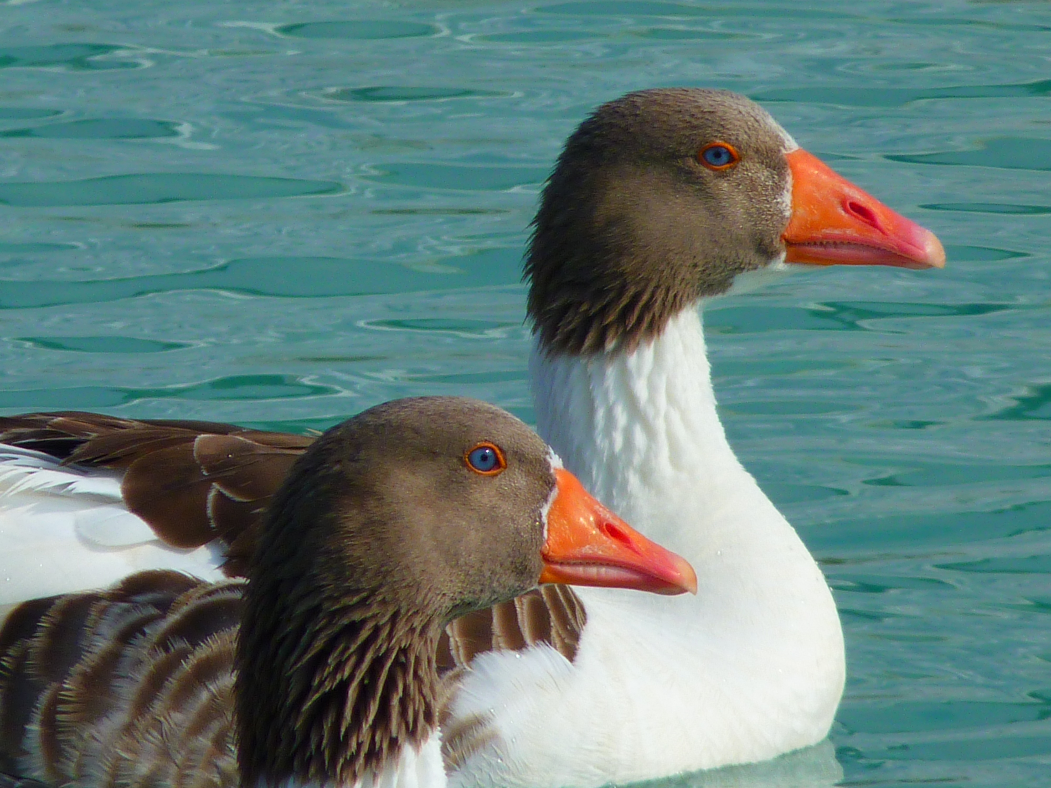 Animal Bird Goose American Saddleback Pomeranian 4000x3000