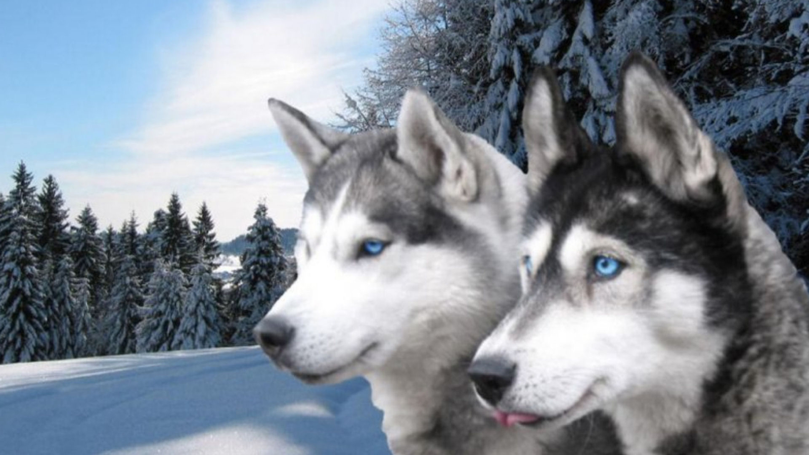Animal Dog Husky Siberian Winter 1600x900