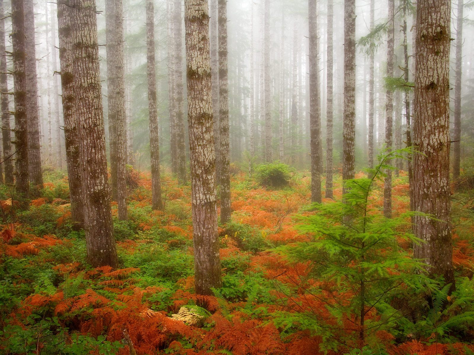 Douglas Fir Trees Forest Olympic National Park Washington Fall Tree National Park 1600x1200