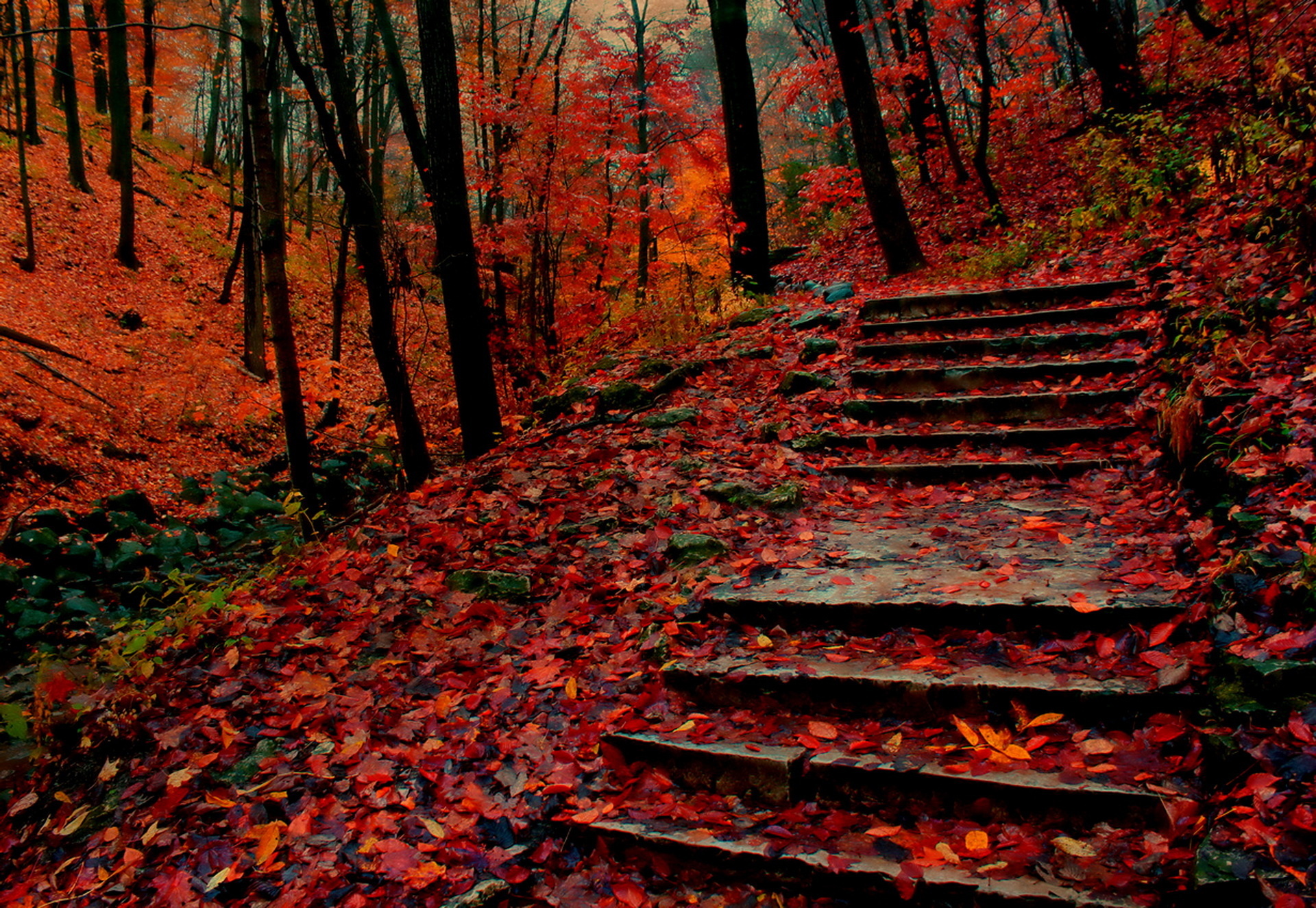 Stairs Steps Fall Park Tree Forest 1920x1325