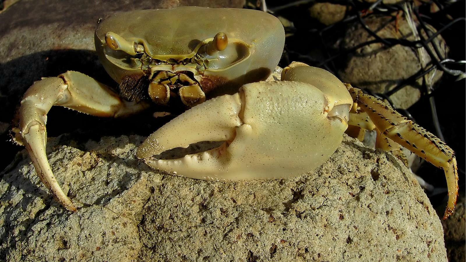 Animal Crab 1600x900