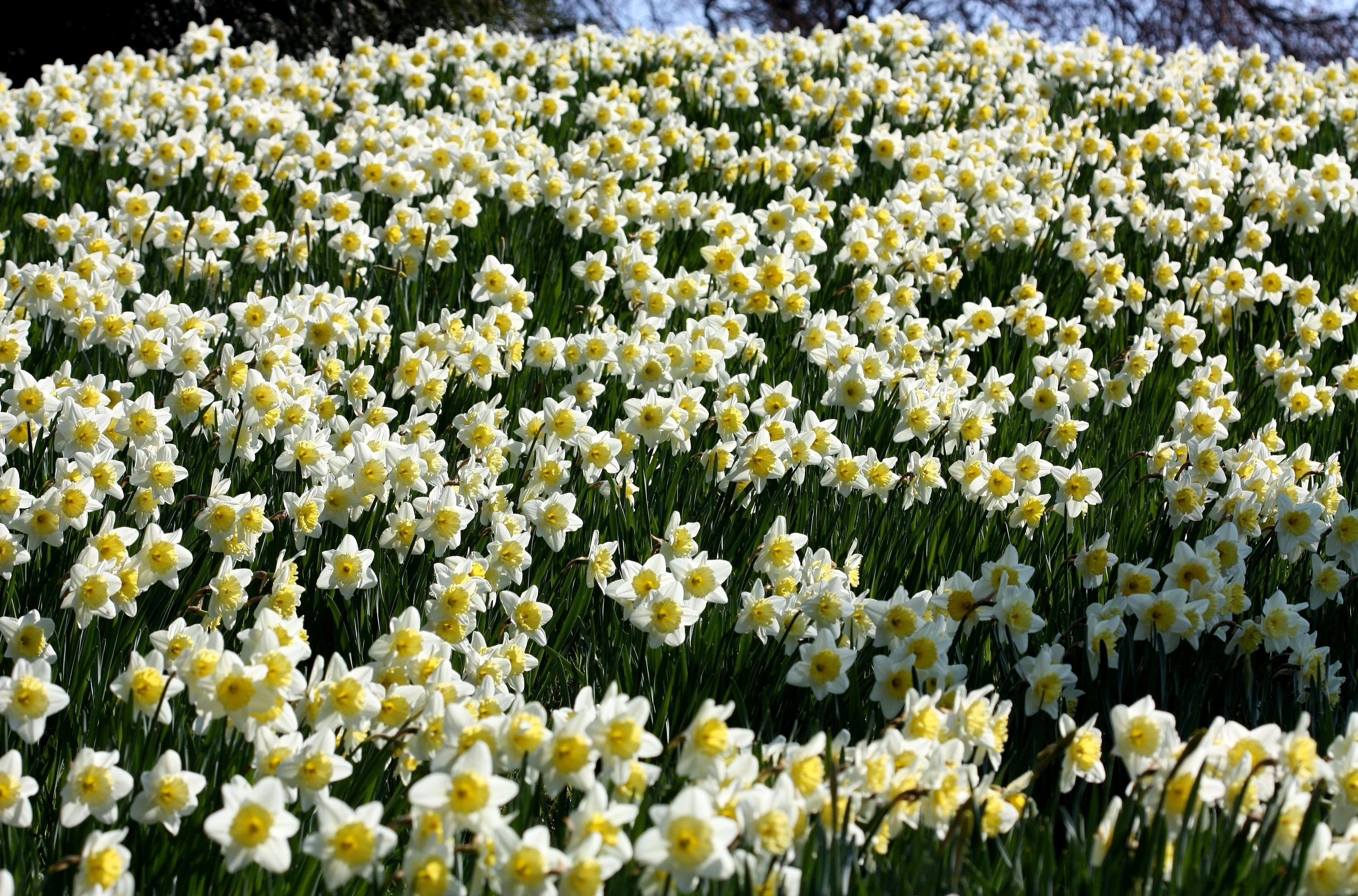 Earth Flower Daffodil Narcissus White Flower 3000x1980