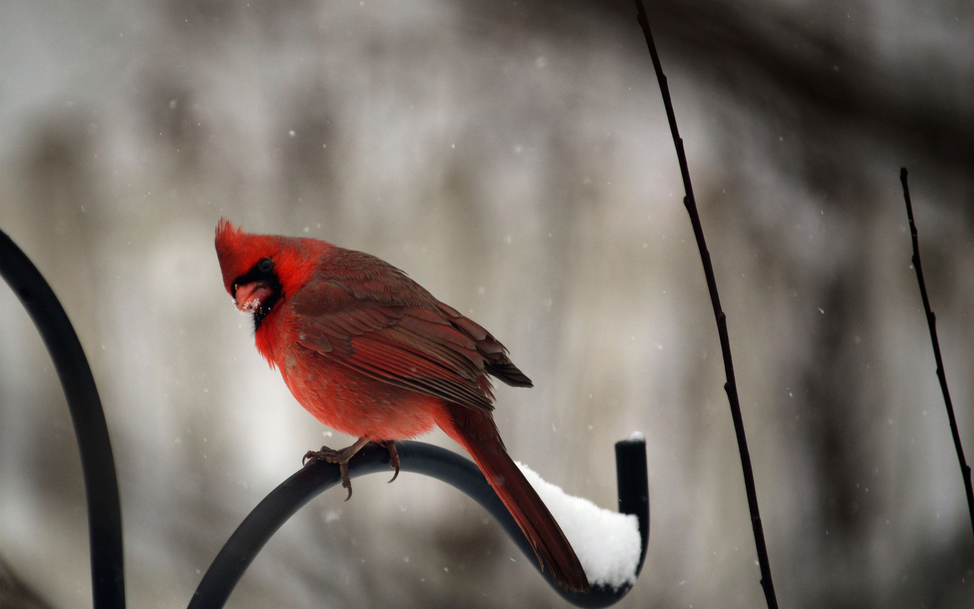 Animal Cardinal 1920x1200