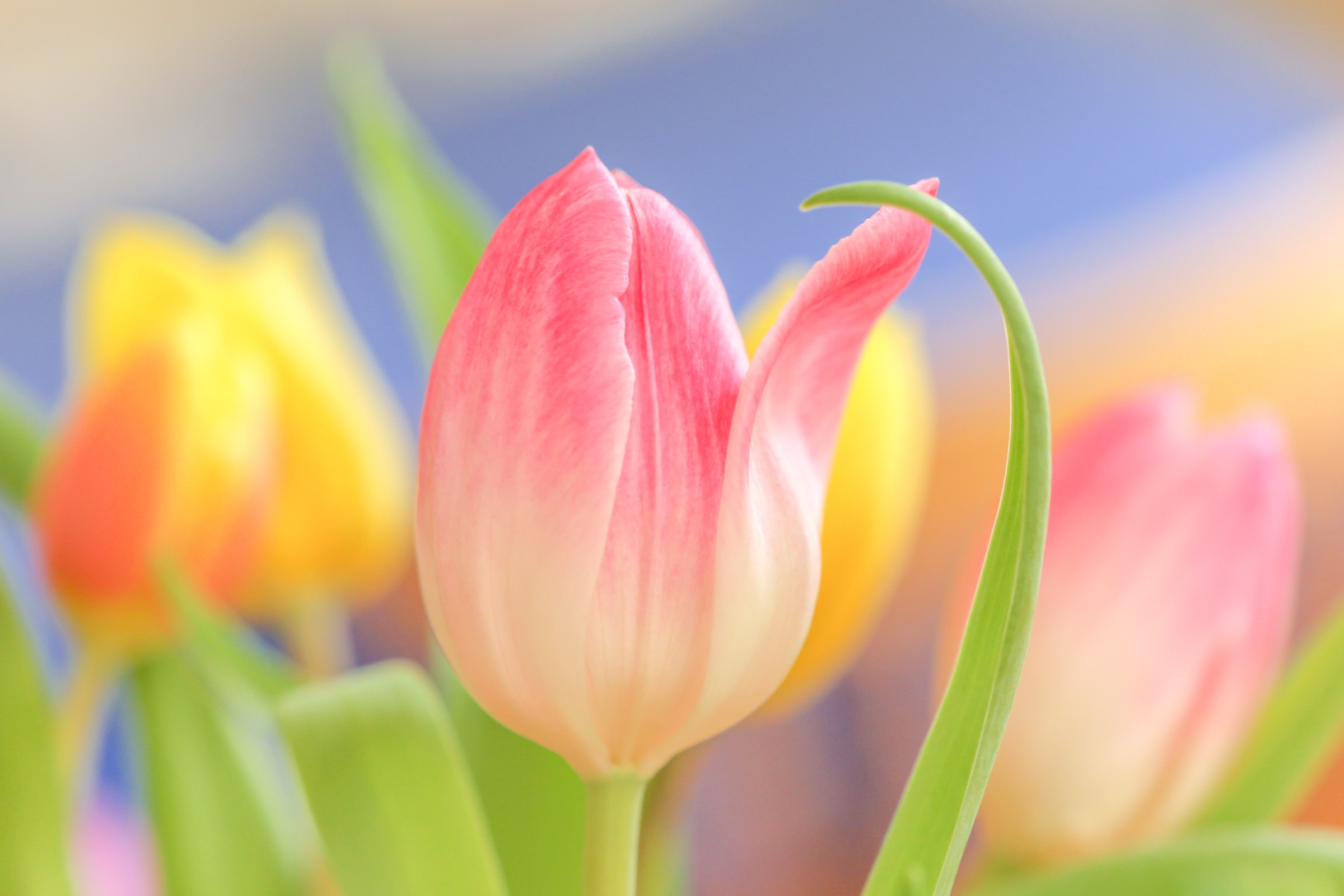 Tulips Flowers Plants Colorful Vibrant 2400x1600