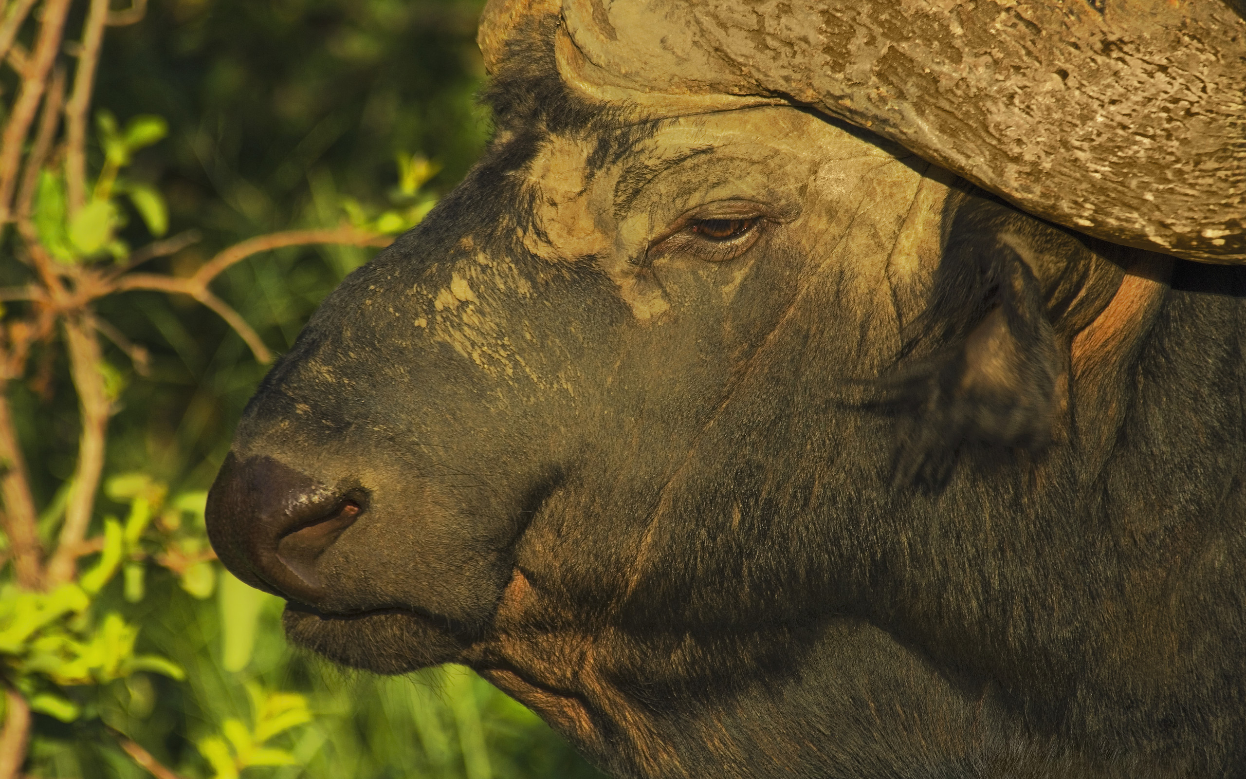 Animal African Buffalo 2560x1600