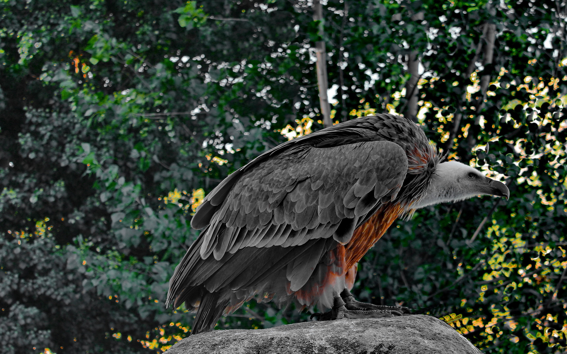 Animal Vulture 1920x1200
