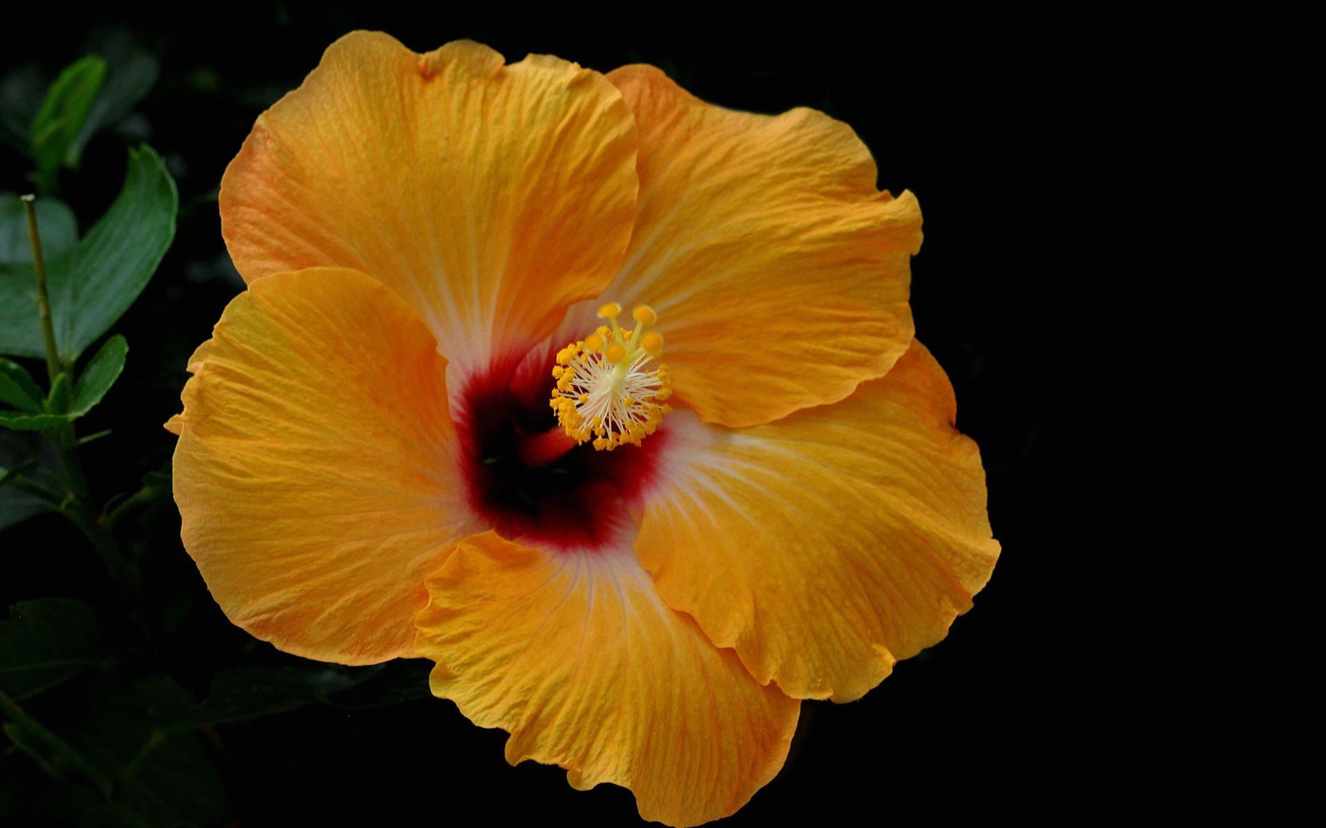 Earth Flower Hibiscus Yellow Flower 1920x1200