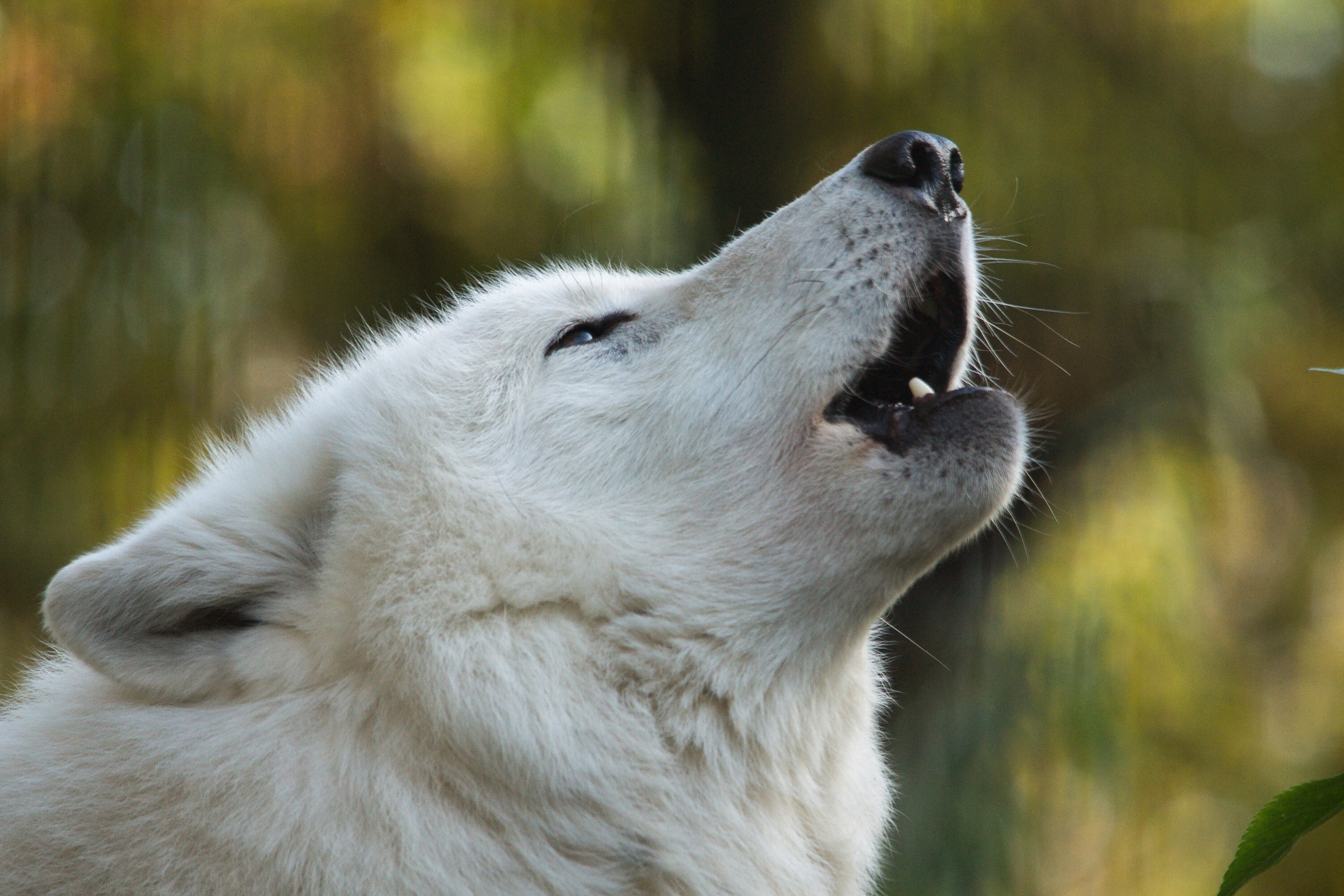 Wolf Predator Animal Wildlife Muzzle White Wolf Howling 2560x1707