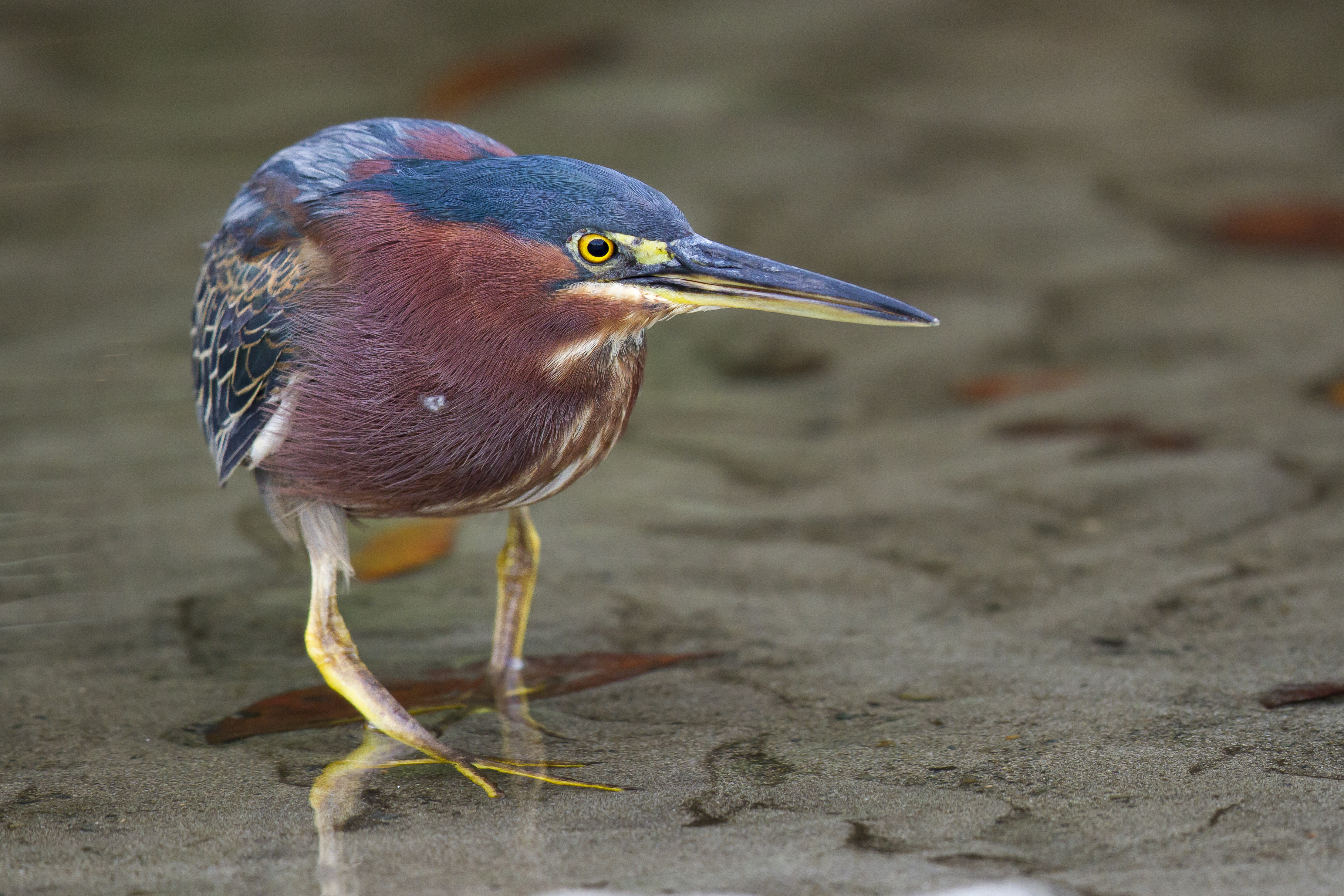 Heron Green Heron Costa Rica 4430x2953