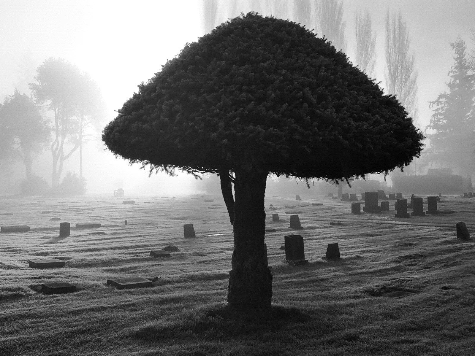 Dark Cemetery 1600x1200