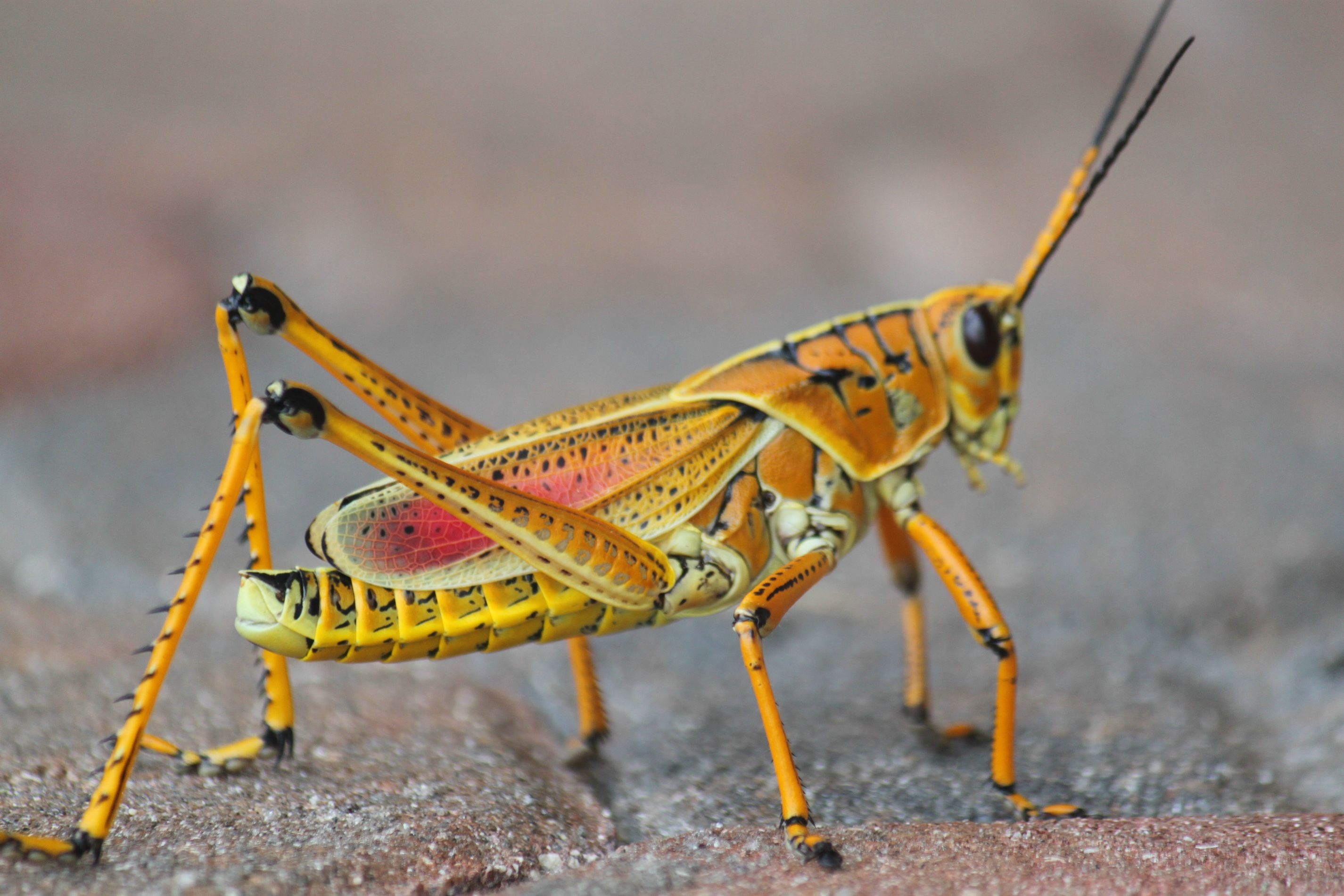 Animal Grasshopper 2851x1900