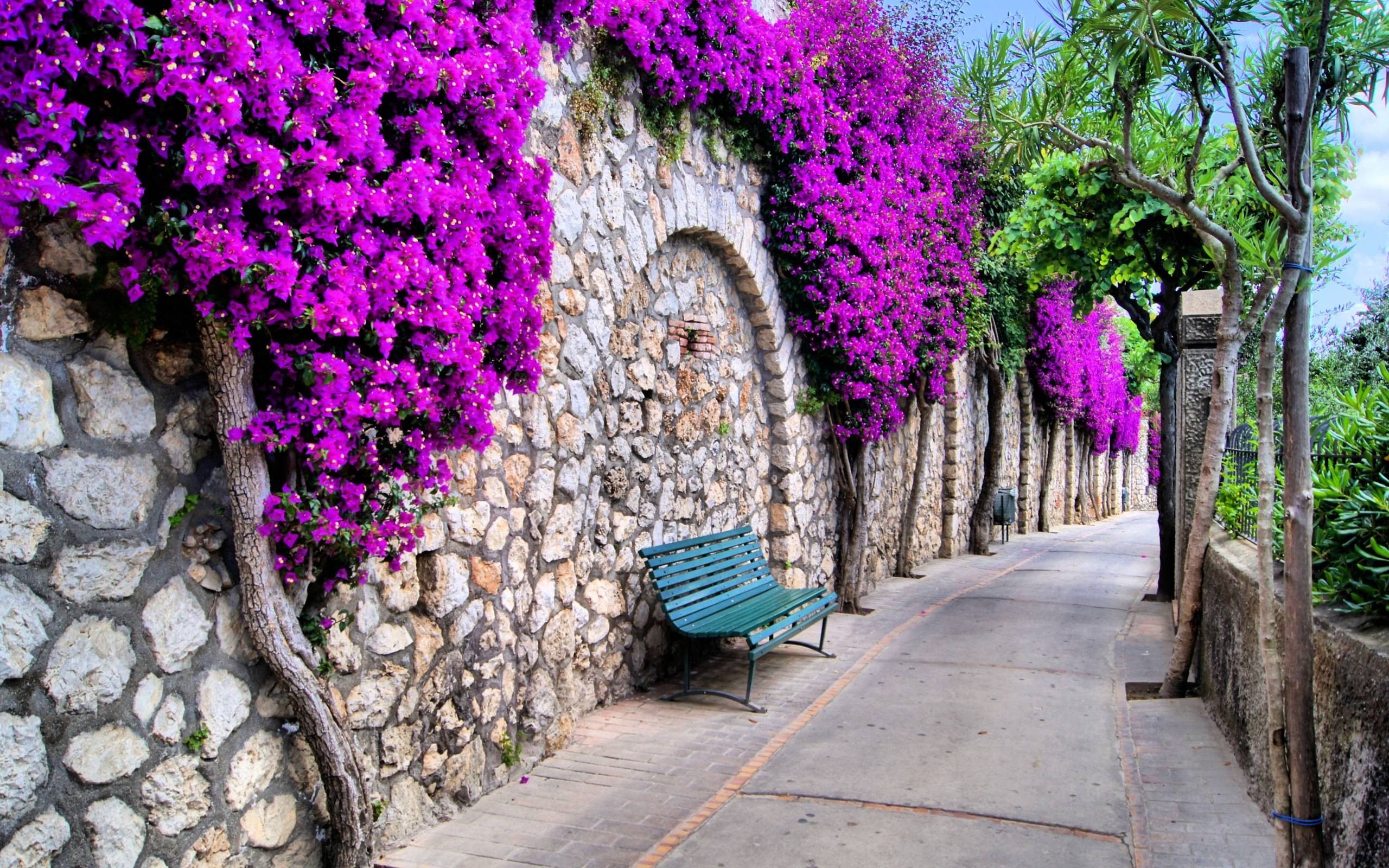 Flower Purple Flower Stone Street Wall 2560x1600