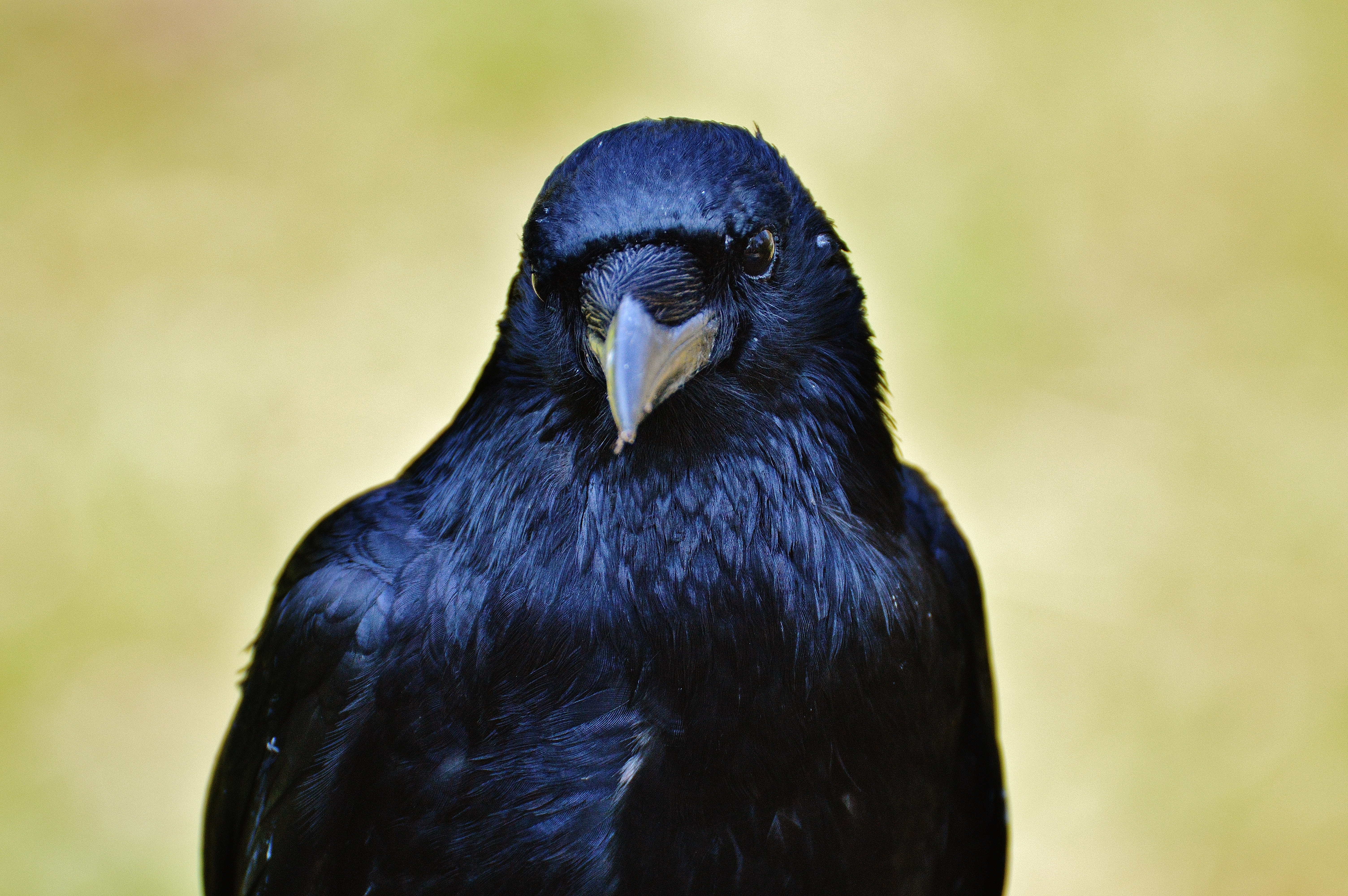 Raven Bird Beak 6016x4000