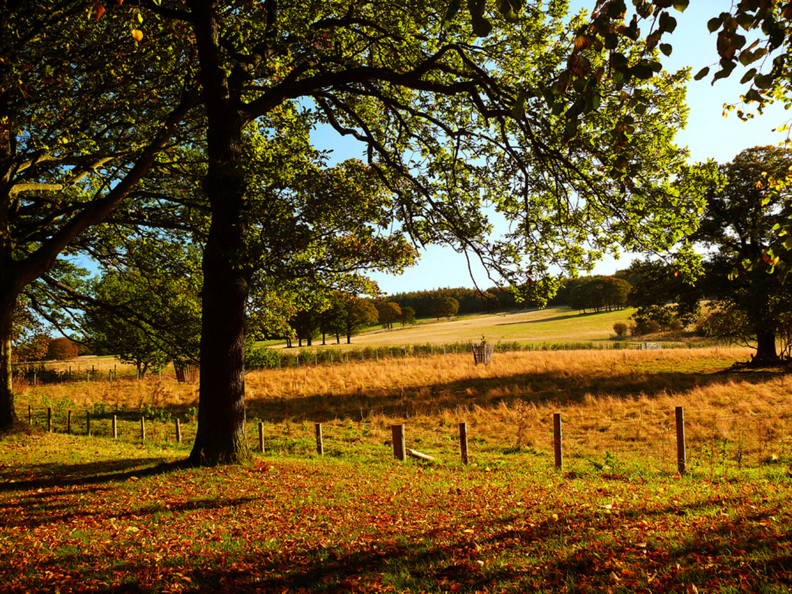 Earth Oak Tree 1600x1200