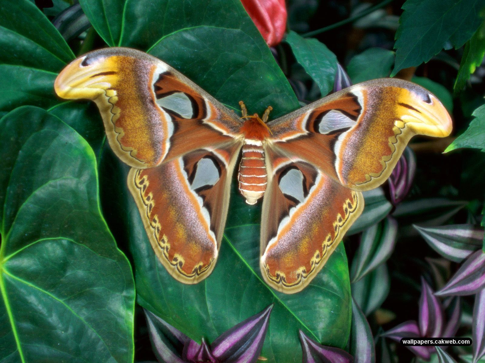 Animal Moth 1600x1200