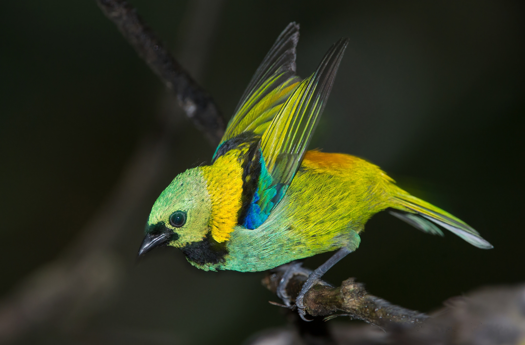 Animal Bird Eastern Tanager Colorful 2048x1346