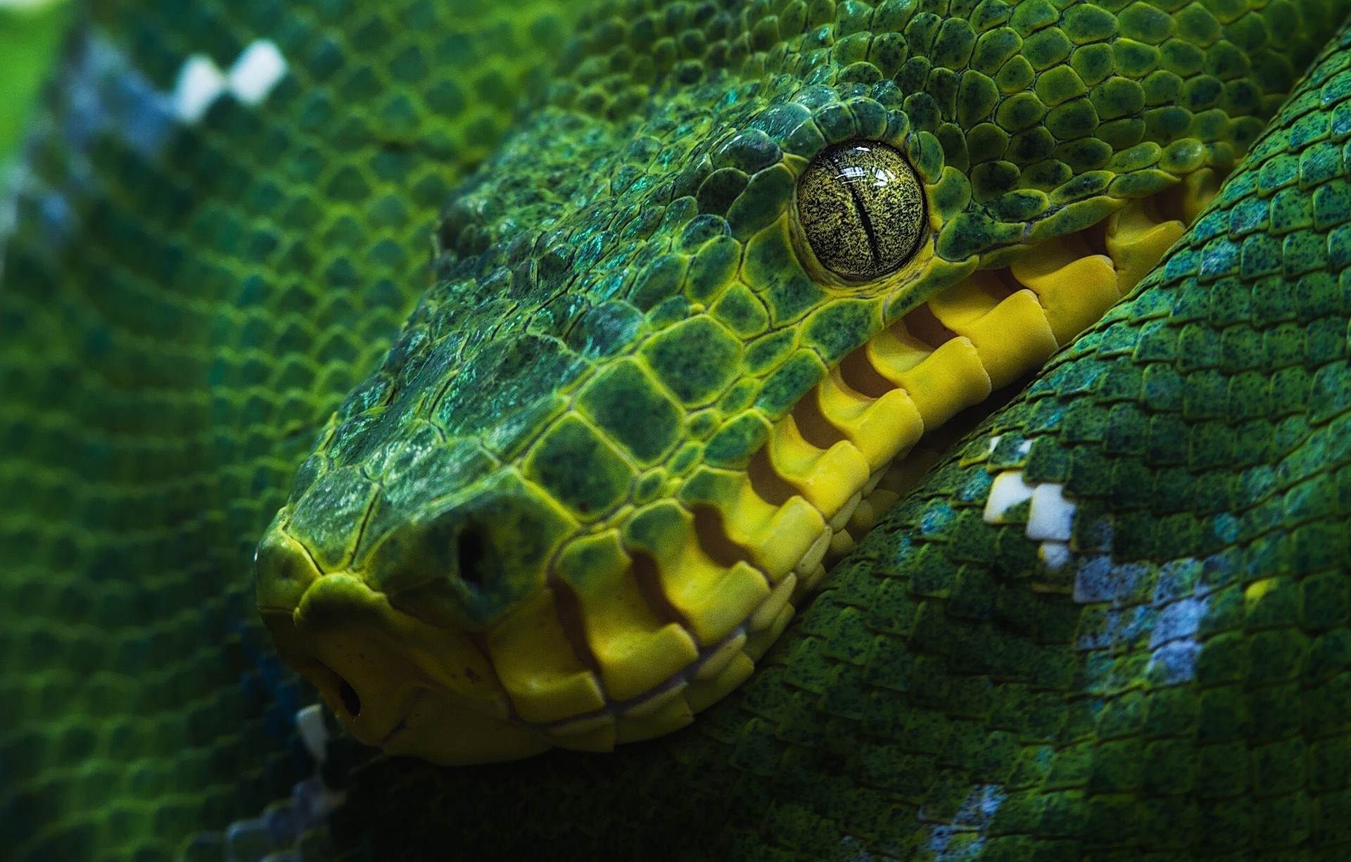 Boa Snake Green Close Up Reptile Eye Tree Python 1920x1225