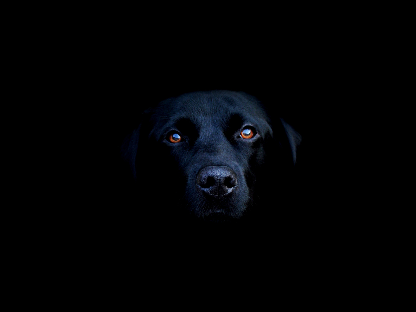 Animal Labrador 1600x1200