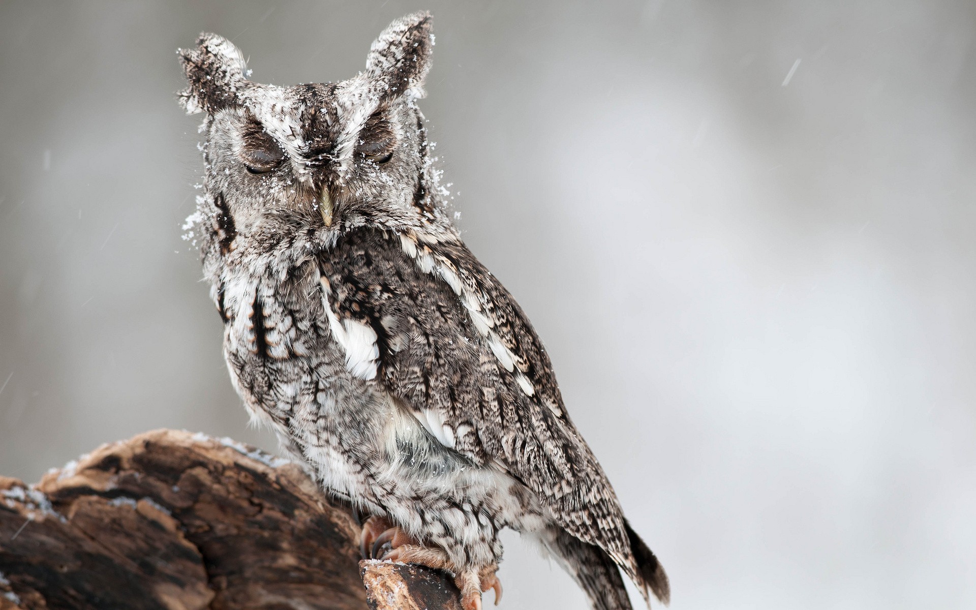 Animal Owl Owlet Winter Snow 1920x1200
