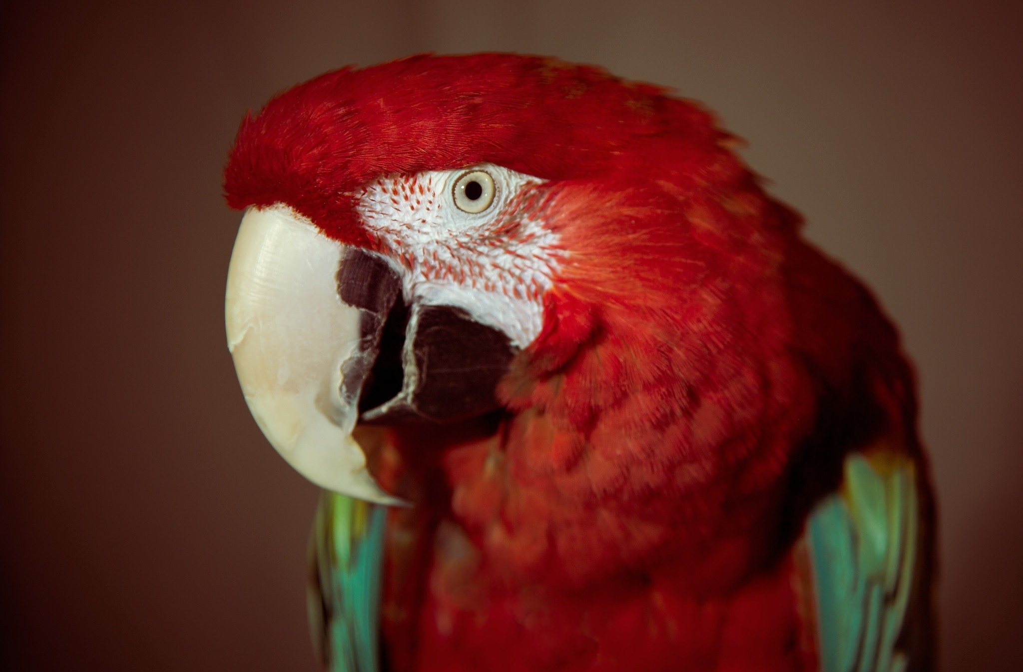 Animal Red And Green Macaw 2048x1345