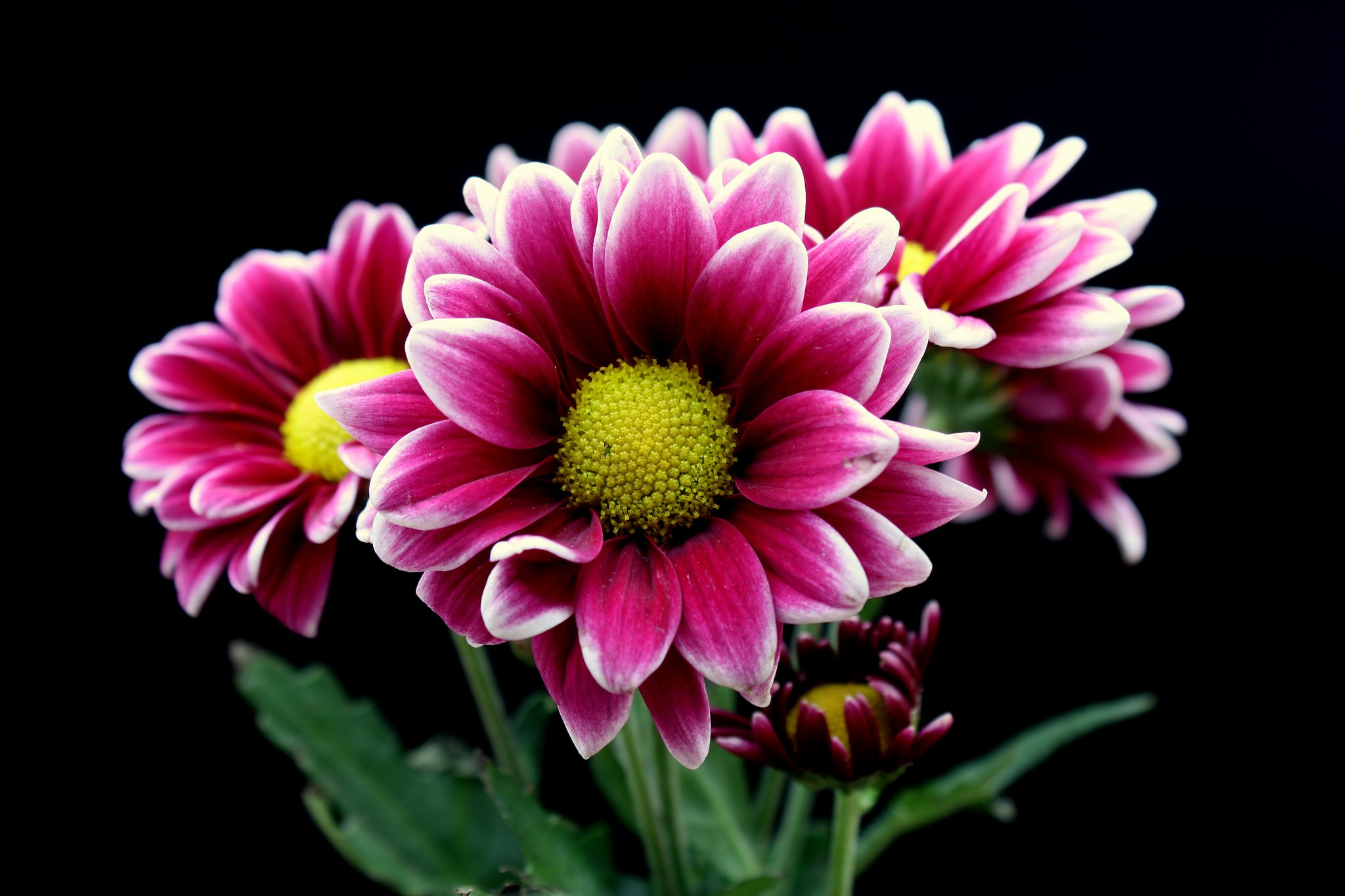 Earth Flower Chrysanthemum Pink Flower 2048x1365