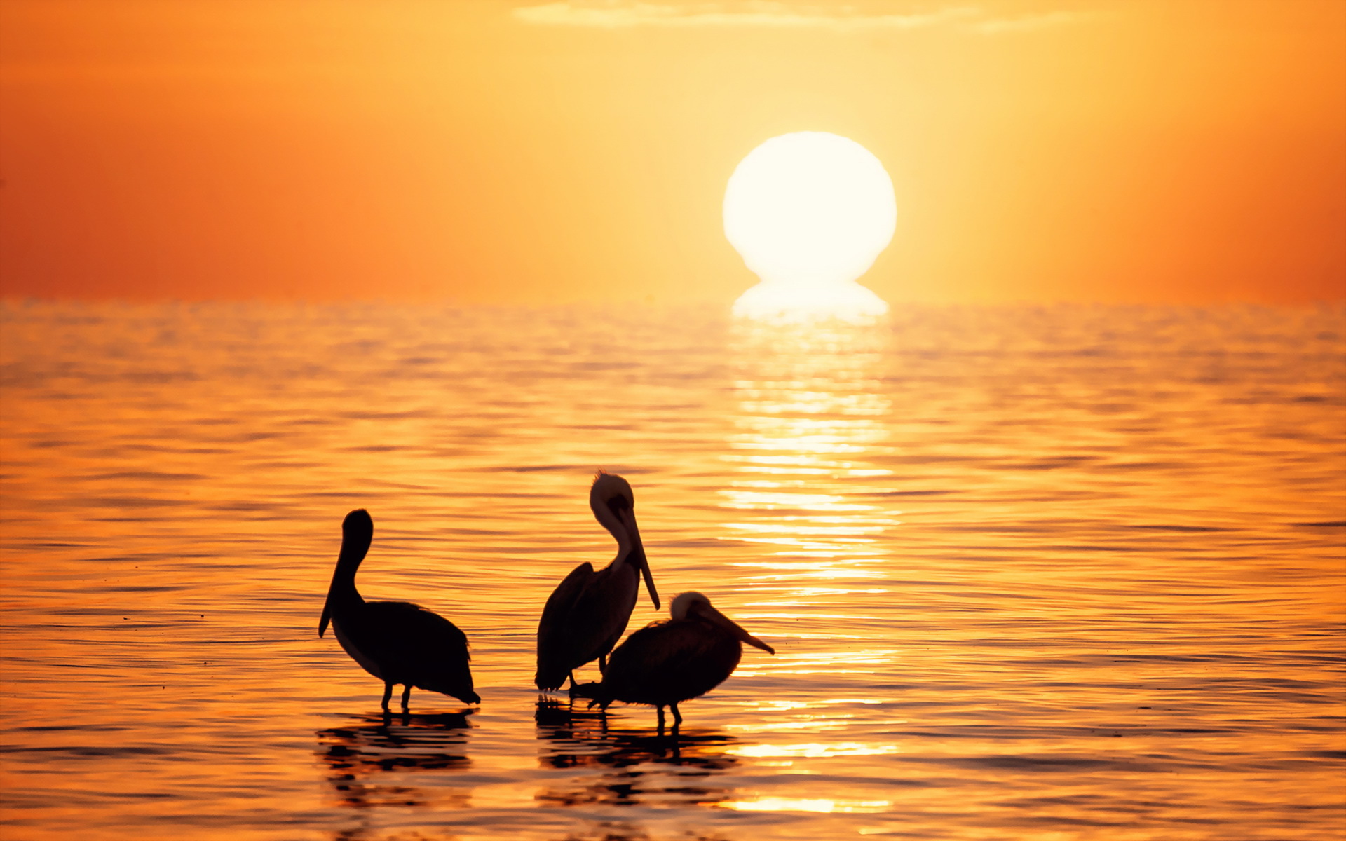 Pelican Bird Sunset Horizon Ocean Silhouette 1920x1200