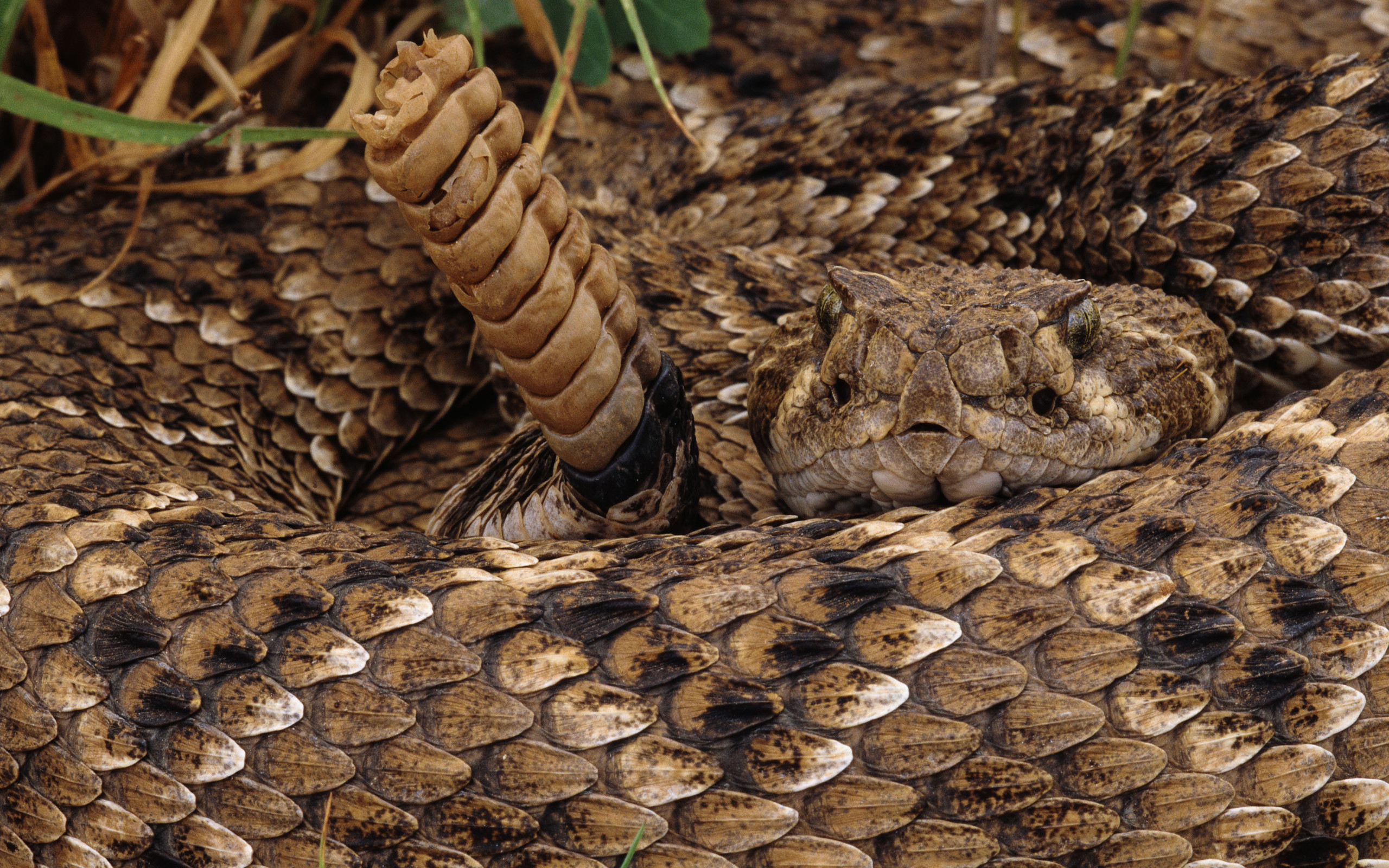 Animal Rattlesnake 2560x1600