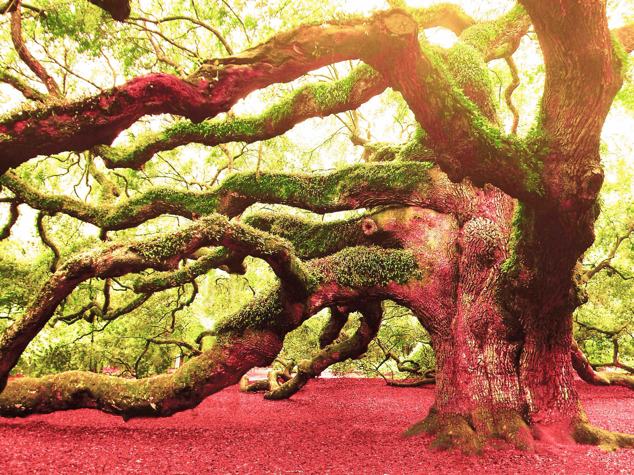 Angel Oak Tree Tree Branch Nature Pink 2048x1536