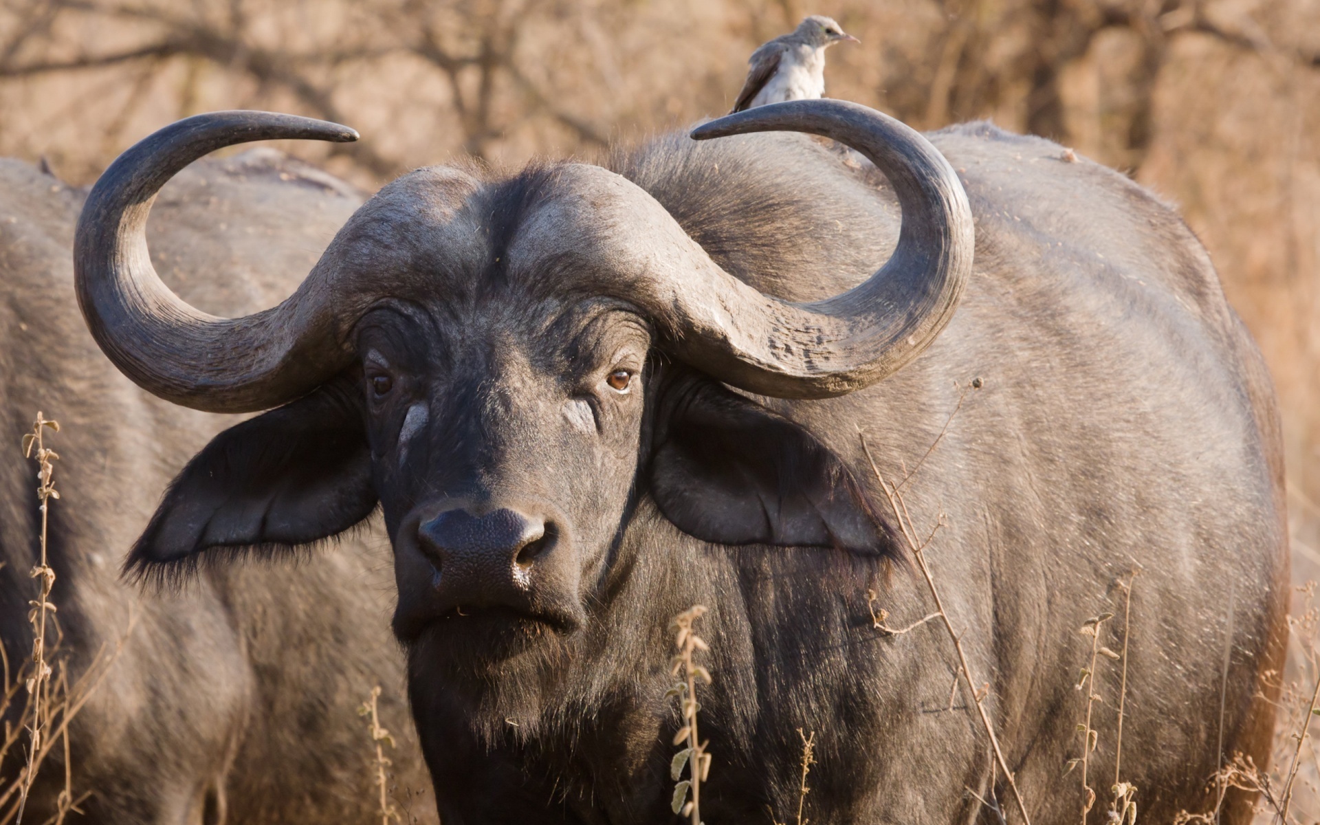 Animal African Buffalo 1920x1200