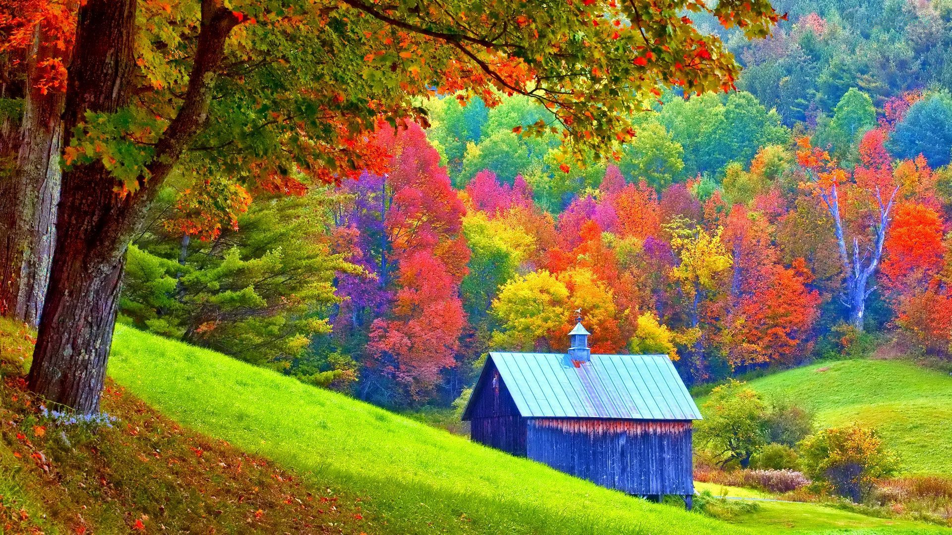 Fall Foliage Forest Man Made Shed Tree 1920x1080