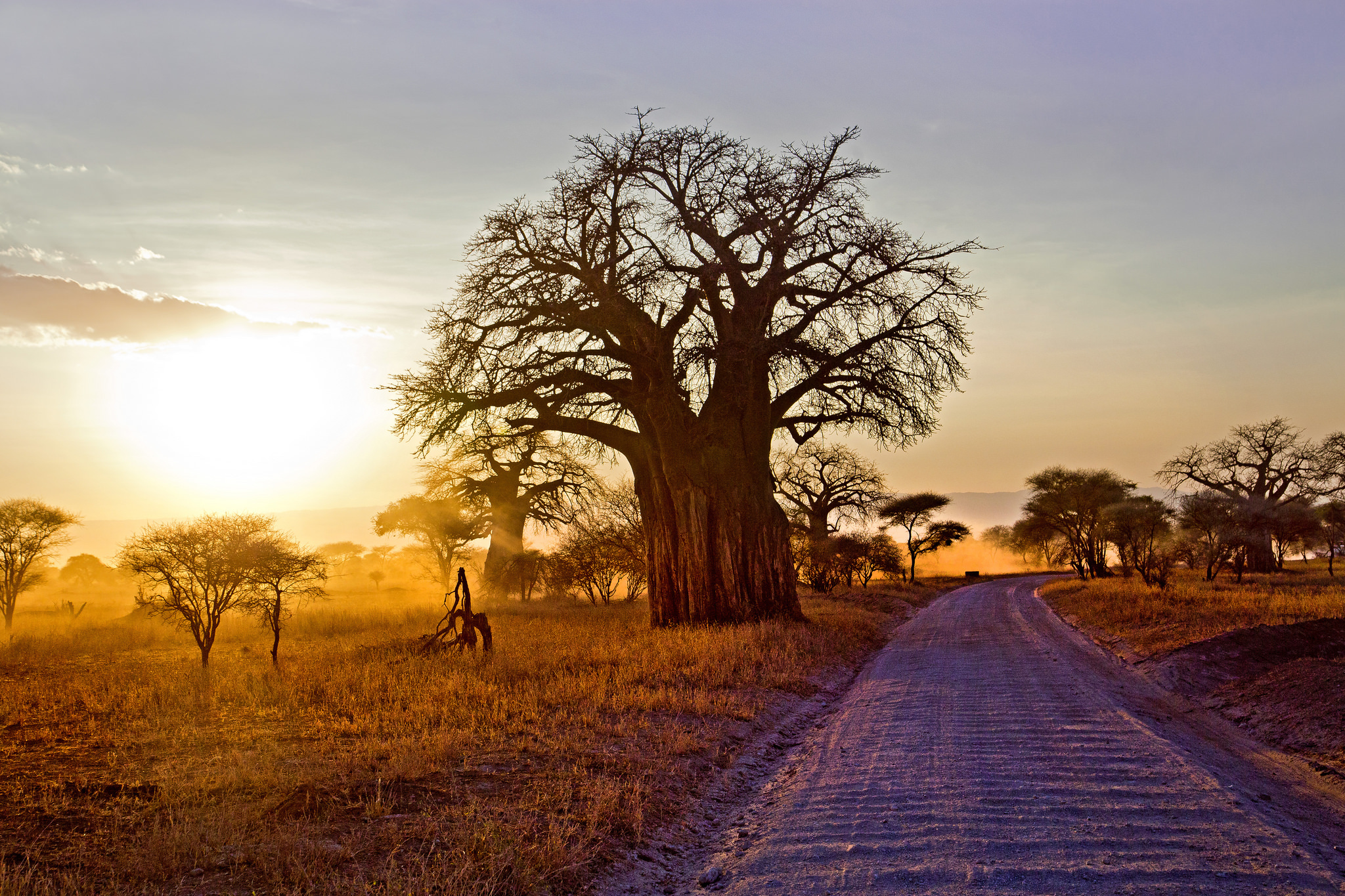 Landscape Tree Path Sunrise Sunbeam Africa Savannah Baobab Tree 2048x1365
