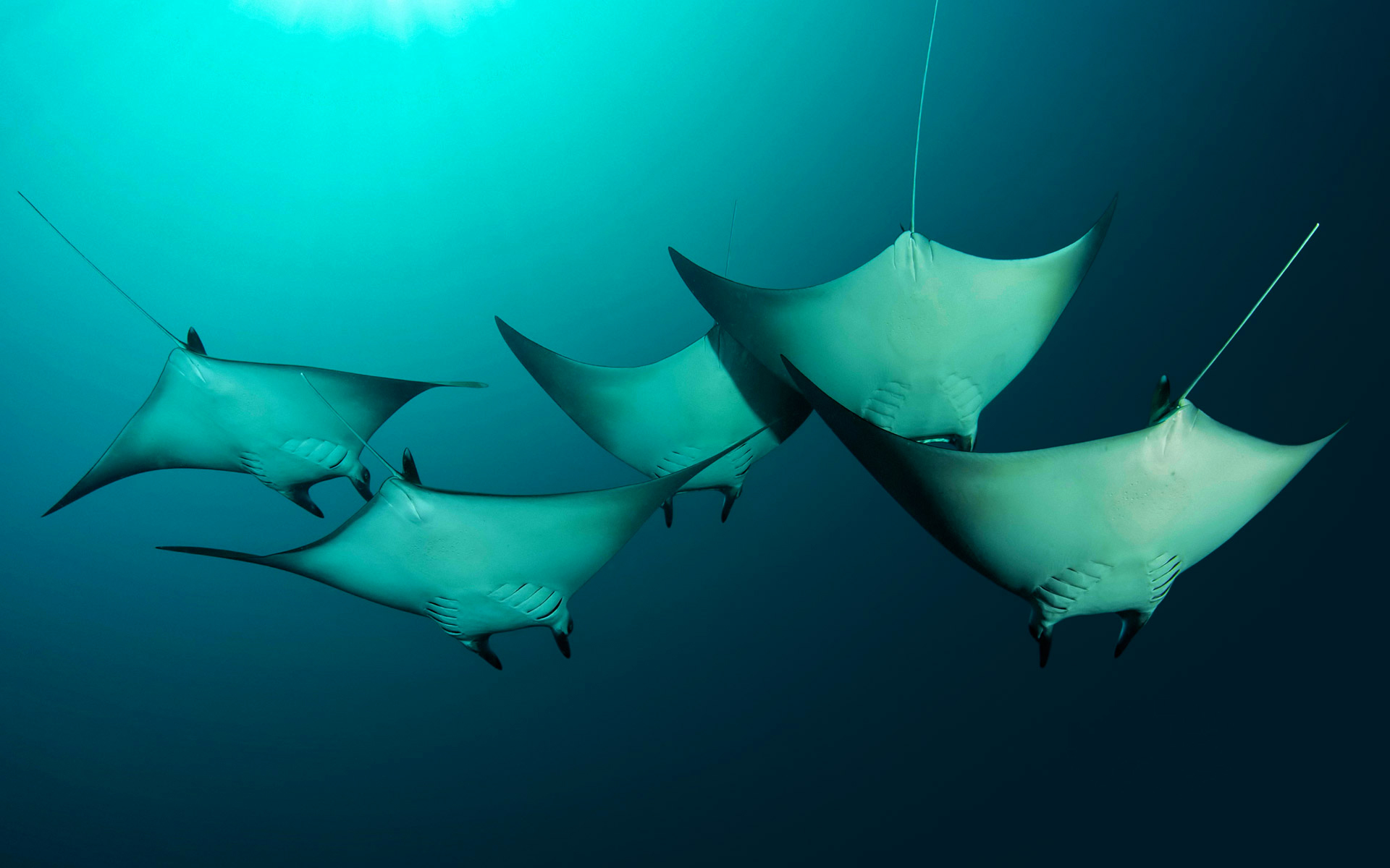 Blue Manta Ray Sea Life Underwater 1920x1200