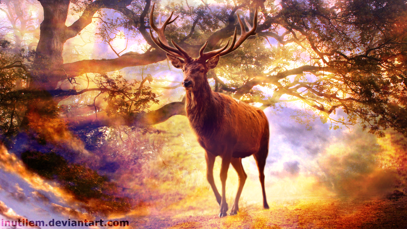 Deer Forest Stag 1366x768