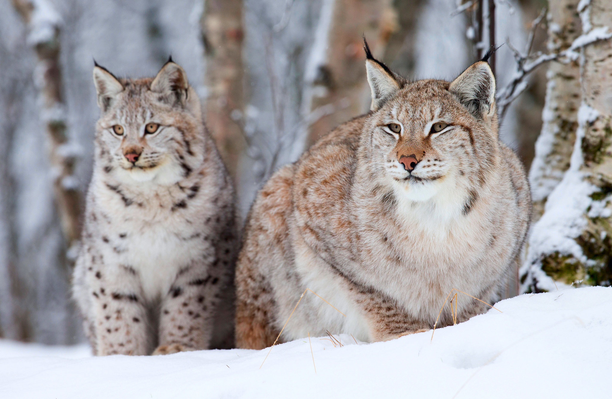 Animal Bobcat 2048x1336