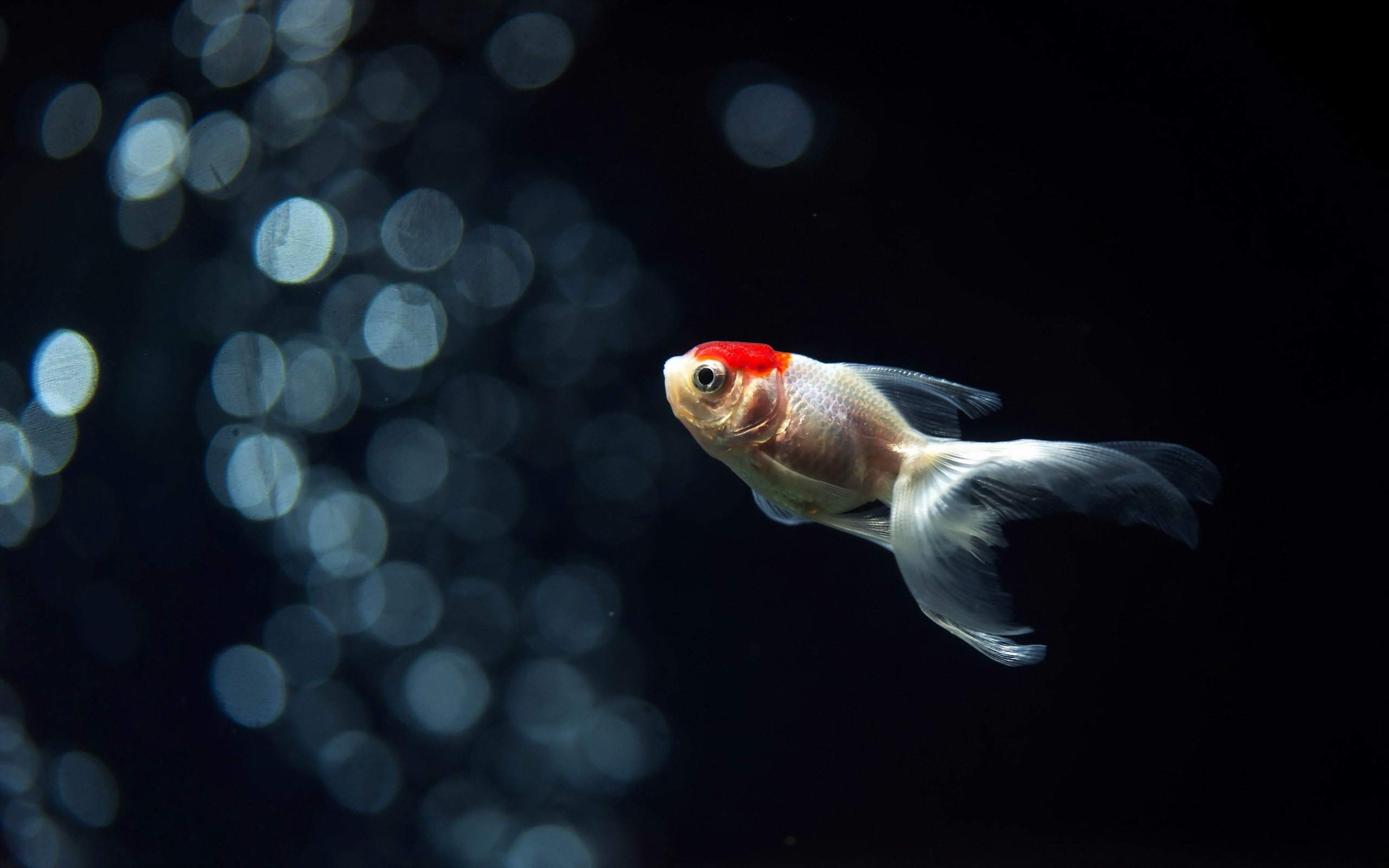 Aquarium Goldfish Underwater 2560x1600