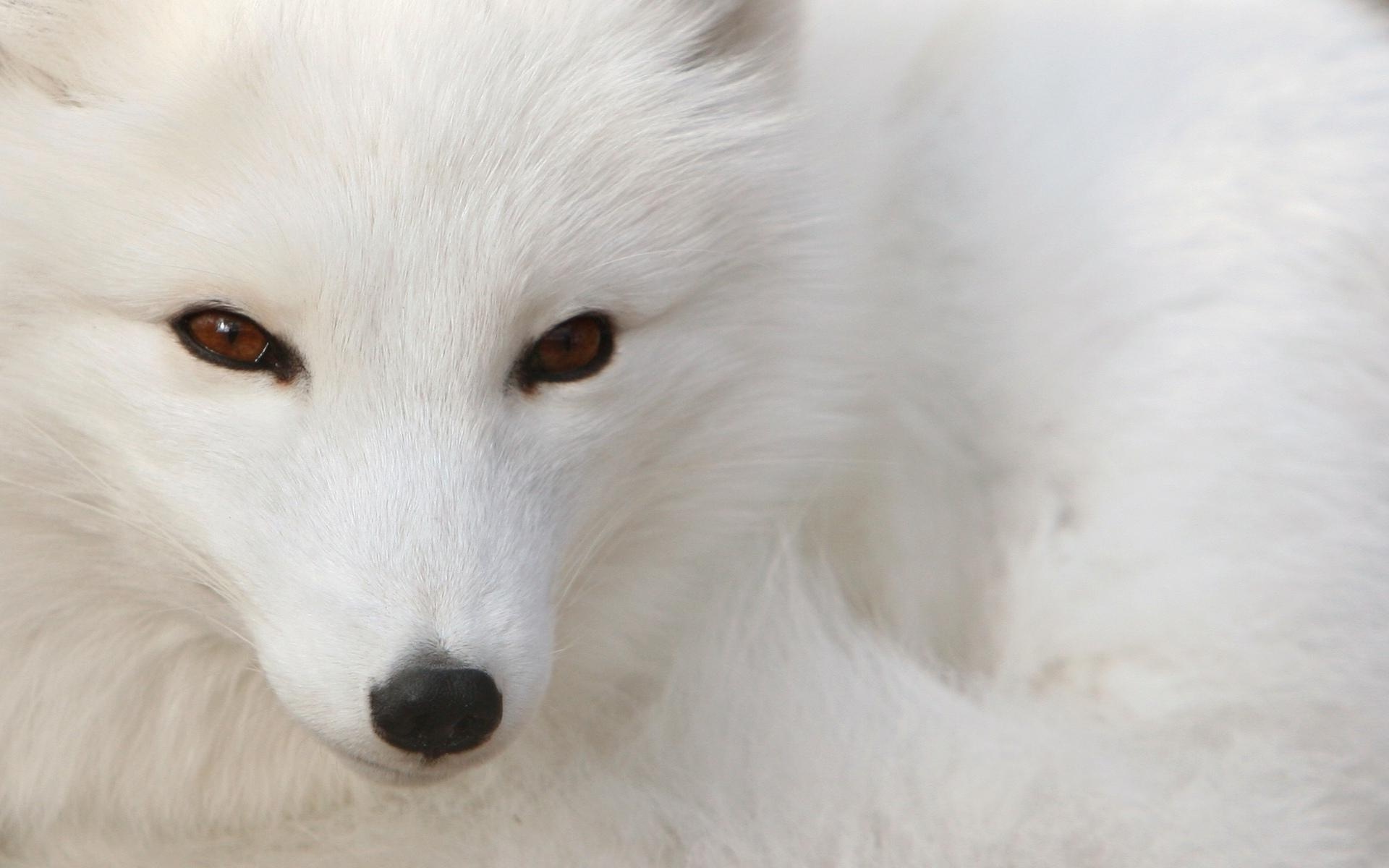 Animal Arctic Fox Close Up Face White 1920x1200