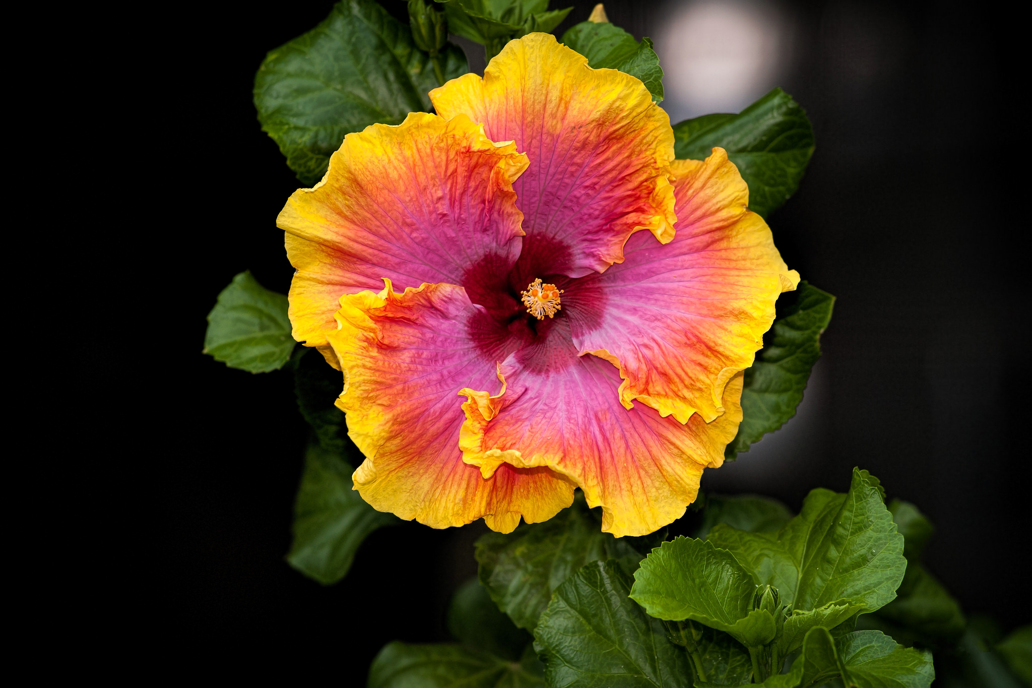 Earth Flower Hibiscus Close Up 2048x1365