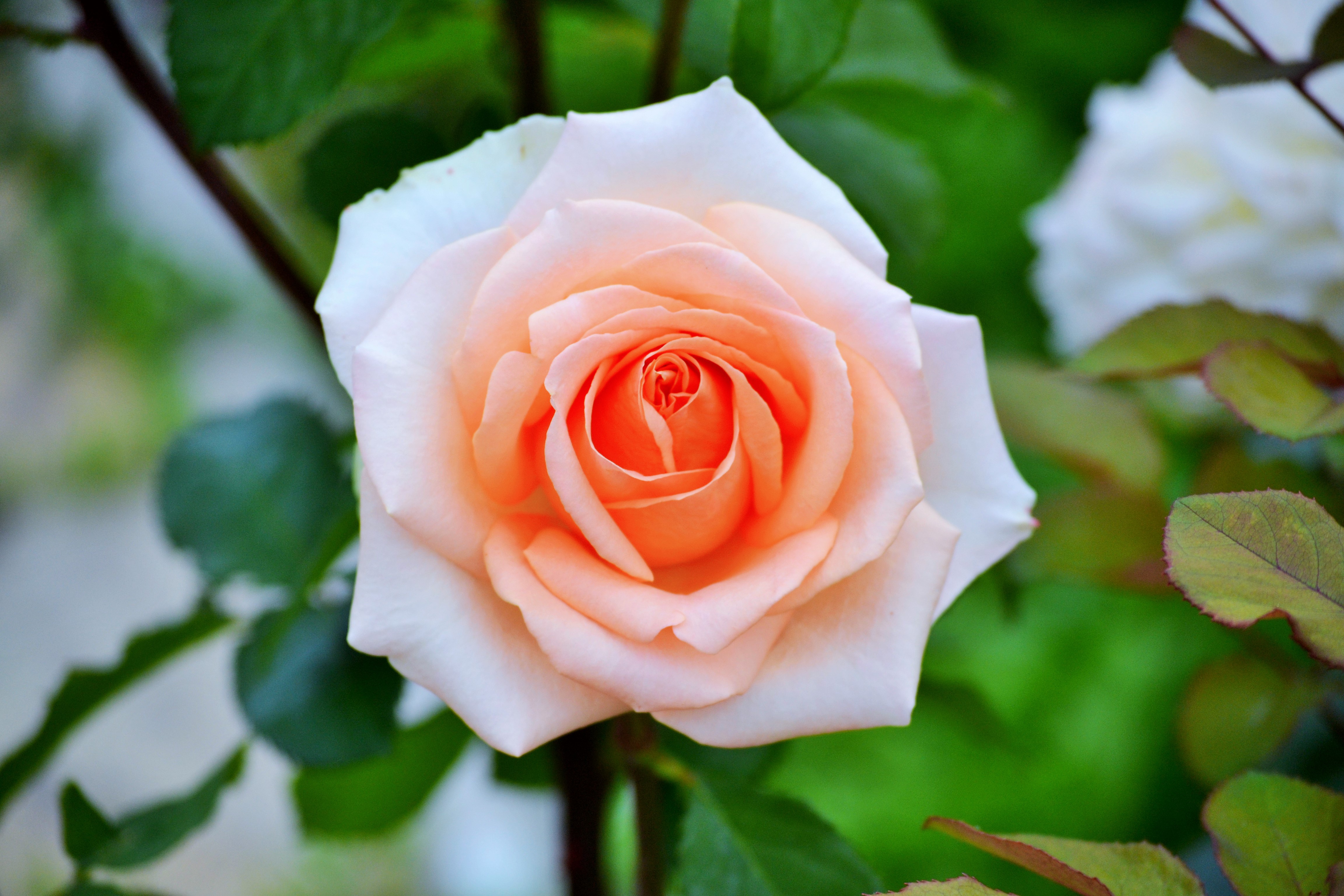 Flower Peach Flower Rose 4608x3072