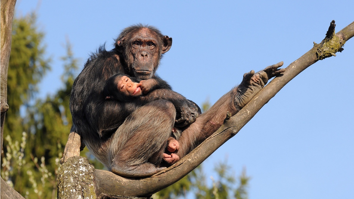 Chimpanzee Monkey Animal Baby Animal Cute 1366x768