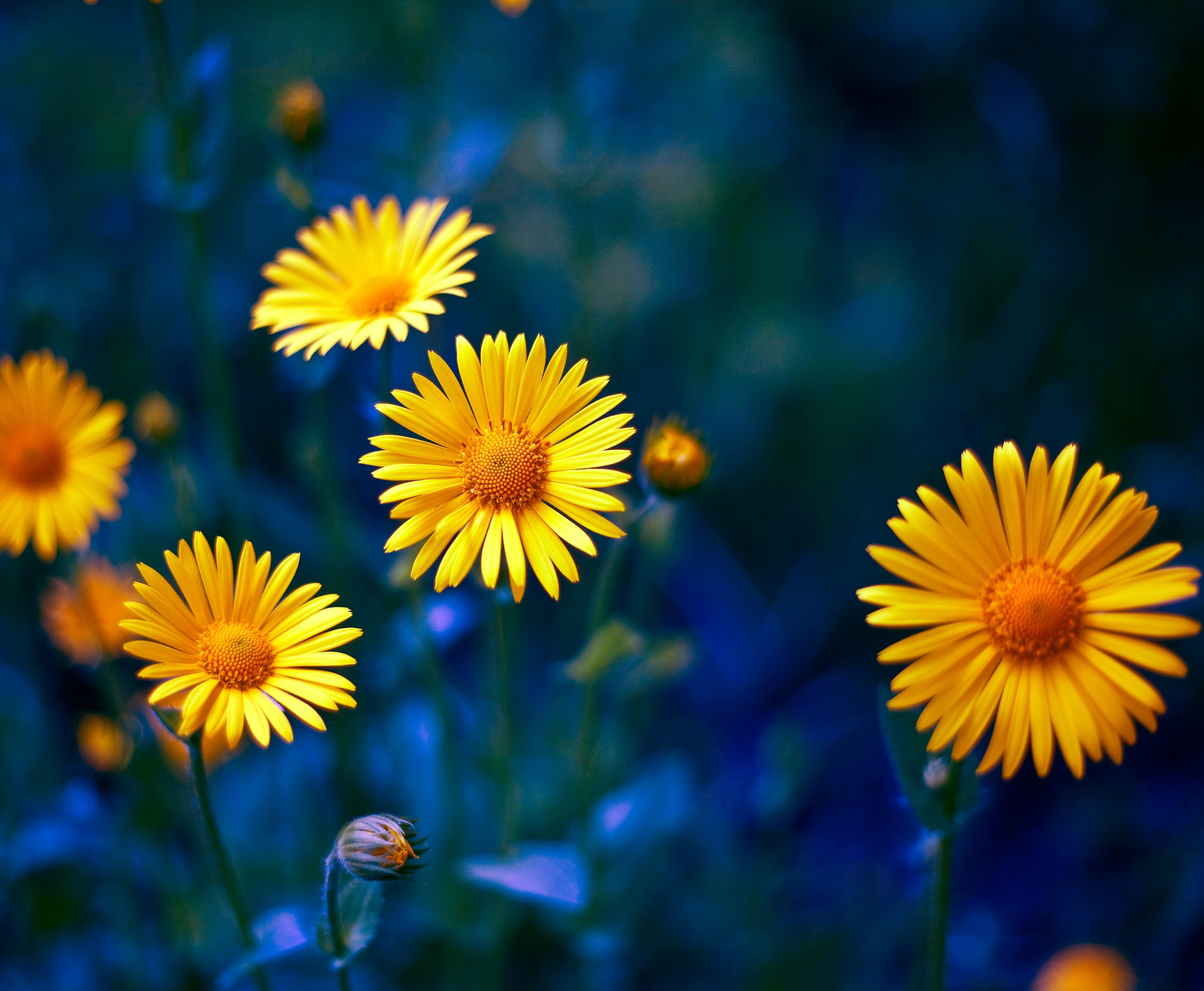 Camomile Flower Nature Yellow Flower 7074x5824