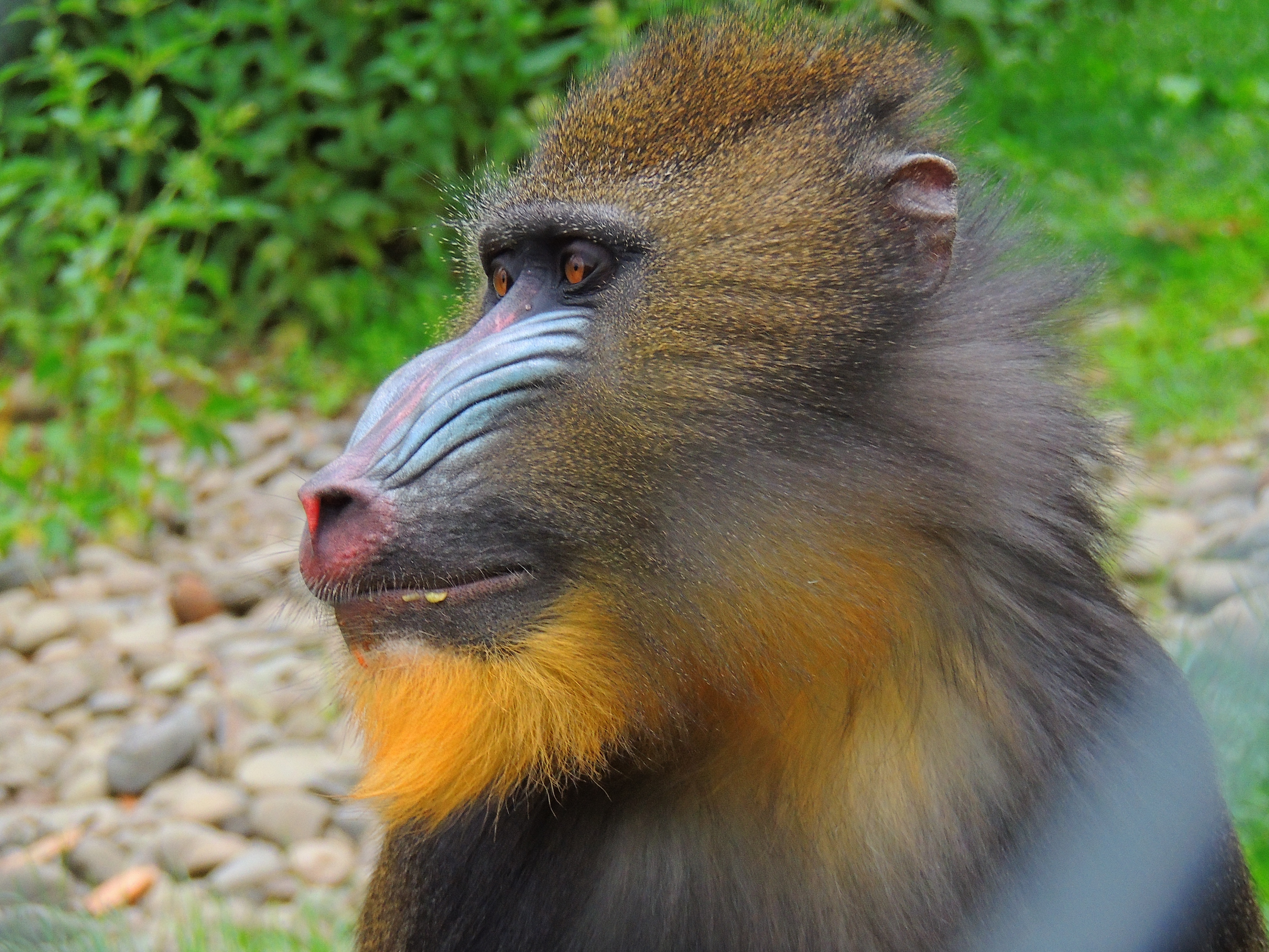 Mandrill Monkey 4608x3456