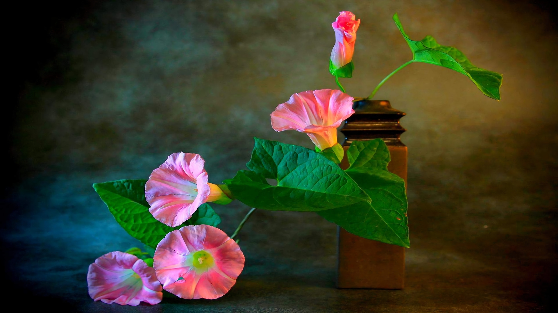 Earth Flower Morning Glory Vase Pink Flower 1920x1080