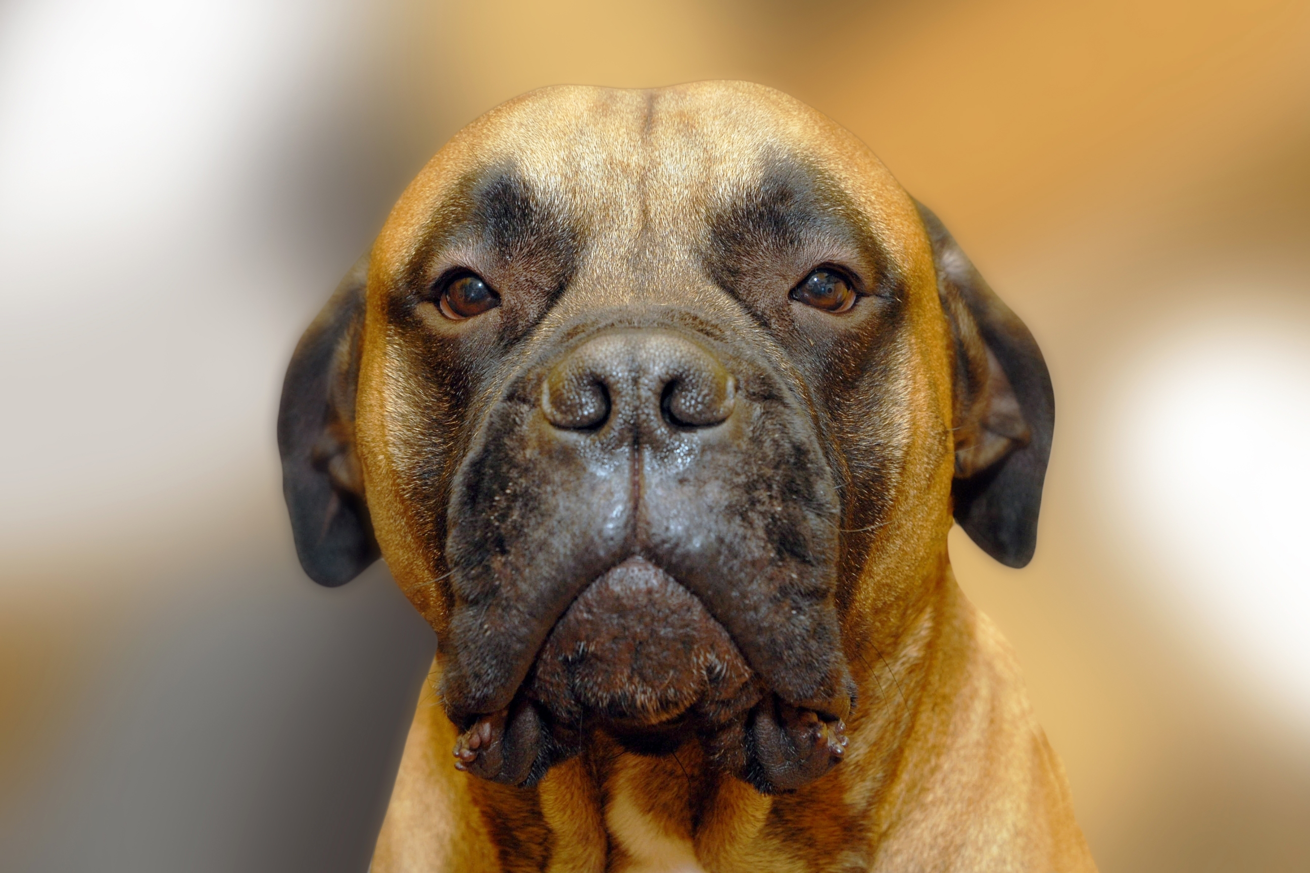 Bullmastiff Dog Blur Muzzle 2593x1729