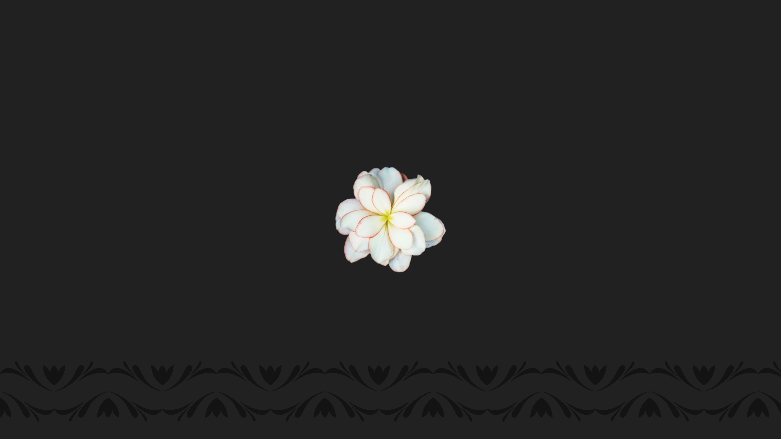 Flower Frangipani 2560x1440