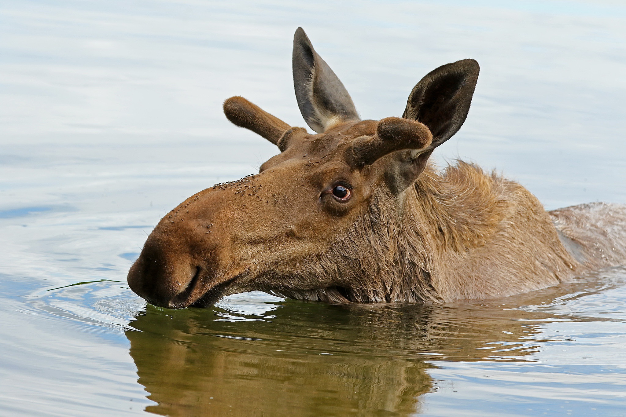Elk Water Animals Mammals 2048x1365